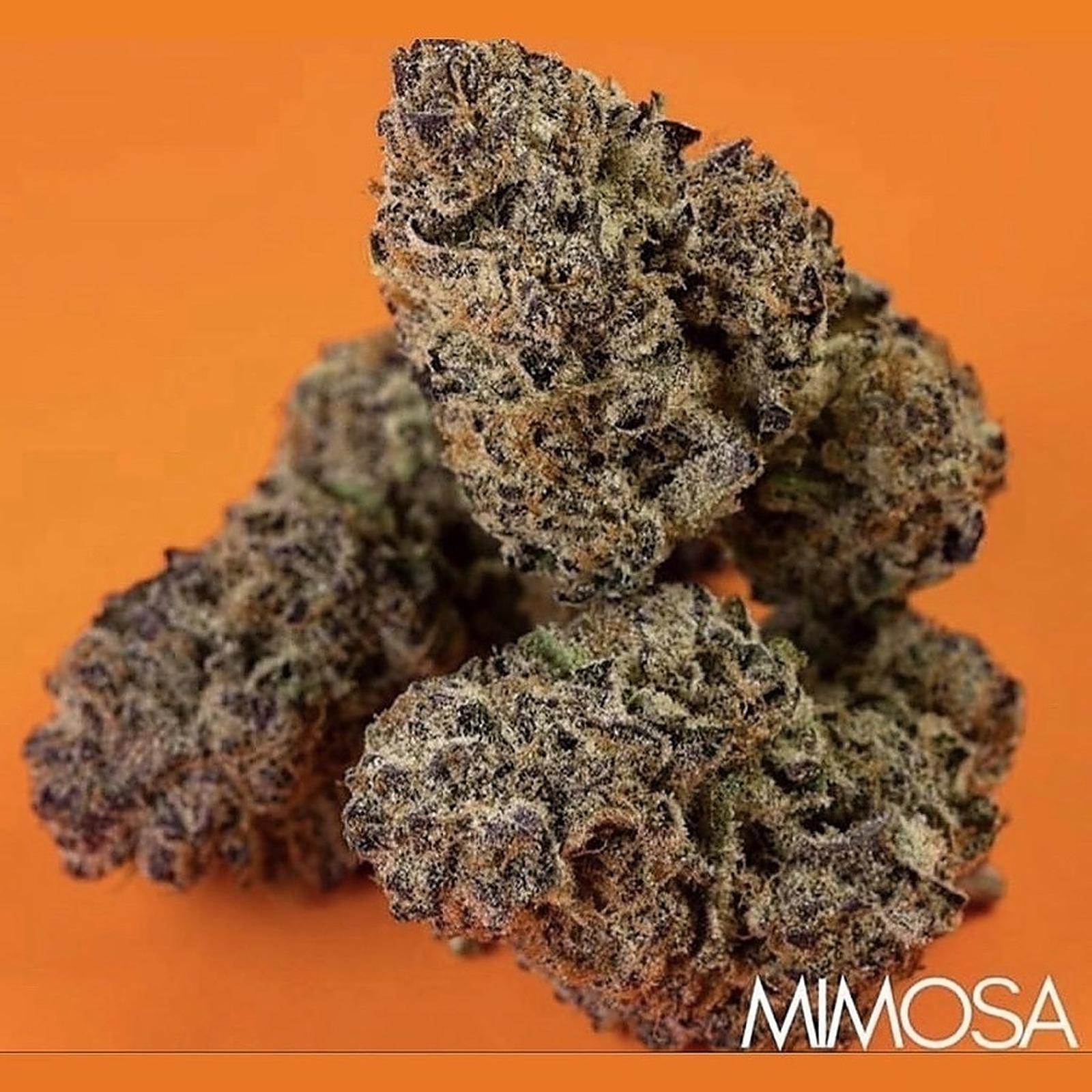 Mimosa Leafly - p7aeff4