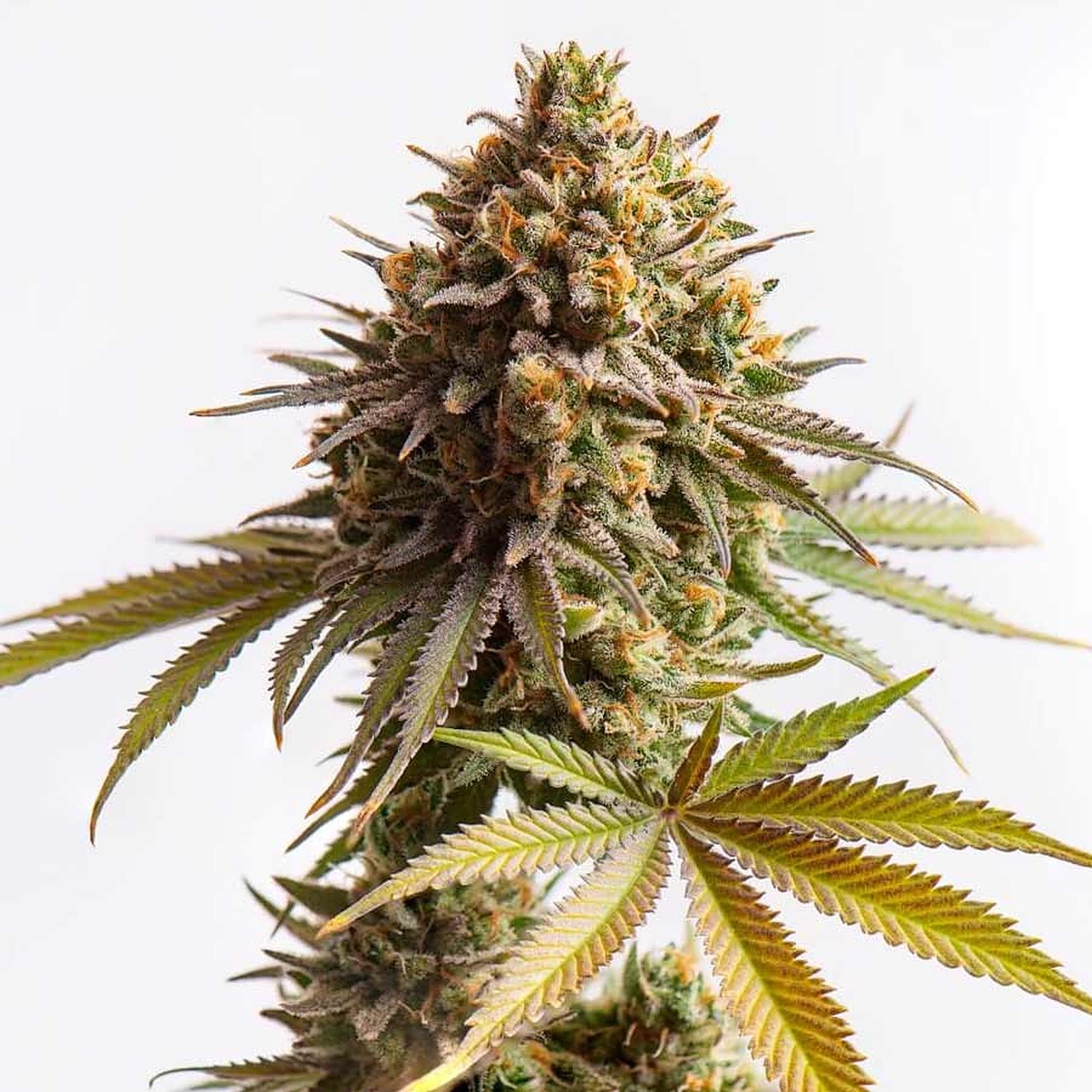 Panda Milk Strain Leafly - u9p6jgk