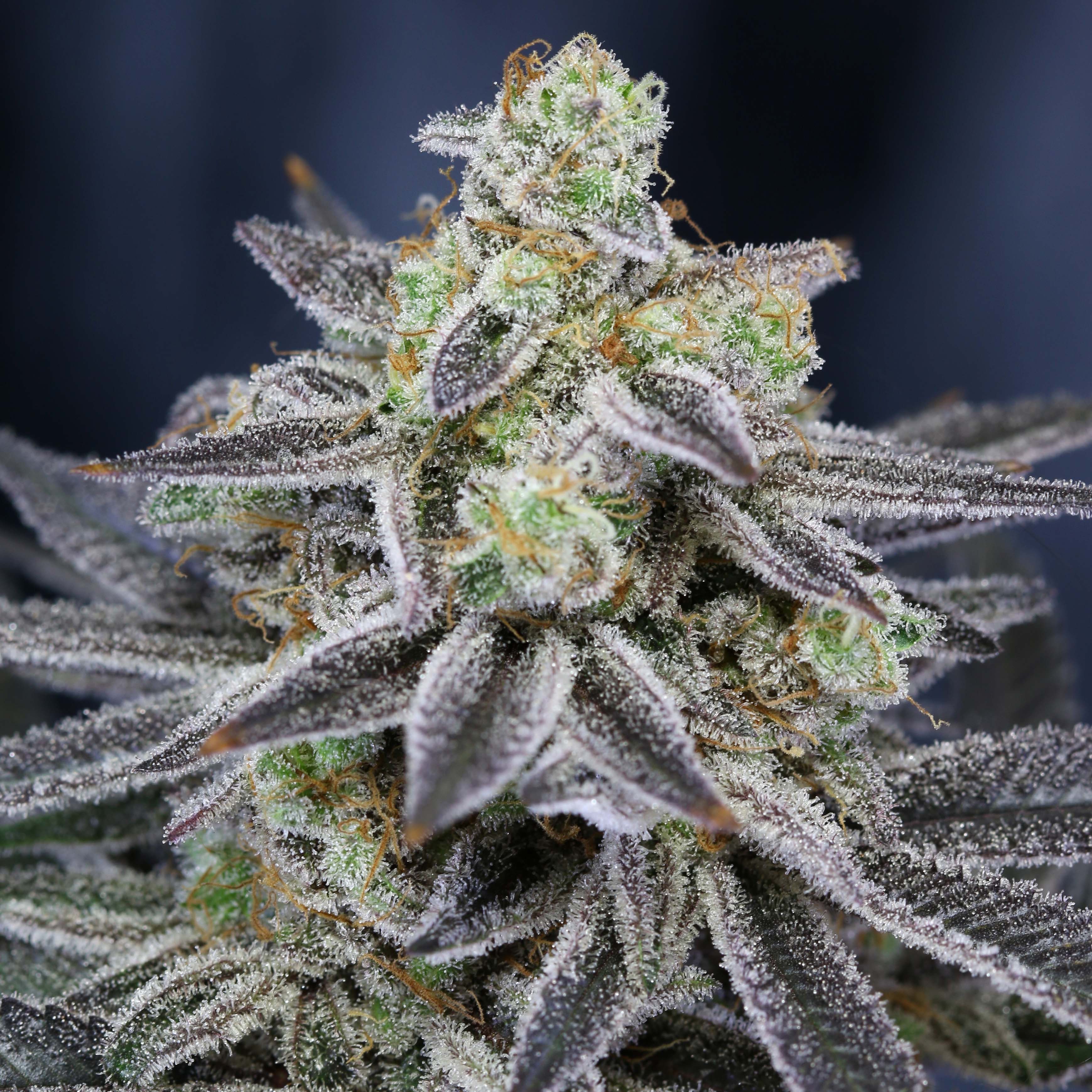 Subcool's The Dank: Cherrygasm (Cherry Pie OG x Space Queen) | Leafly