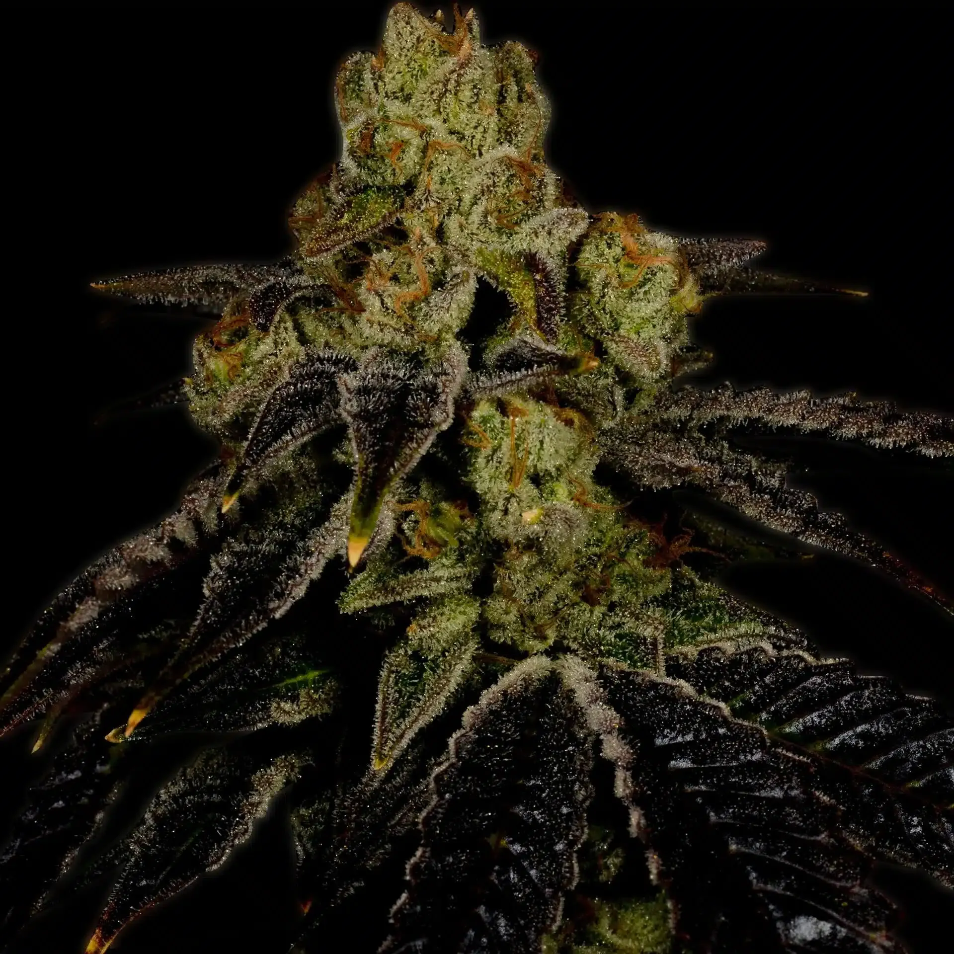 Premium Cultivars Grape Ape Leafly premium-cultivars-grape-ape-leafly