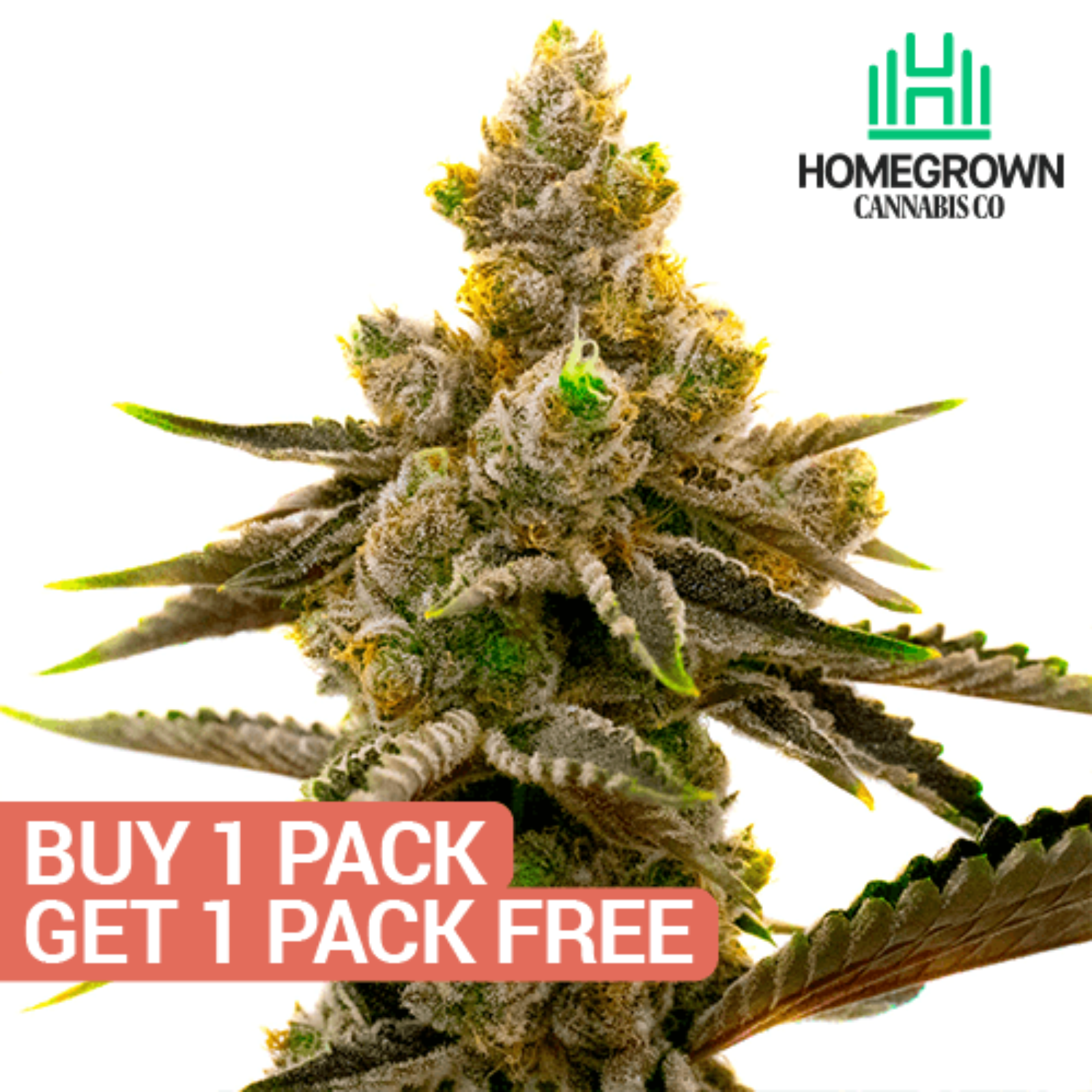 Sour Diesel Autoflower Leafly