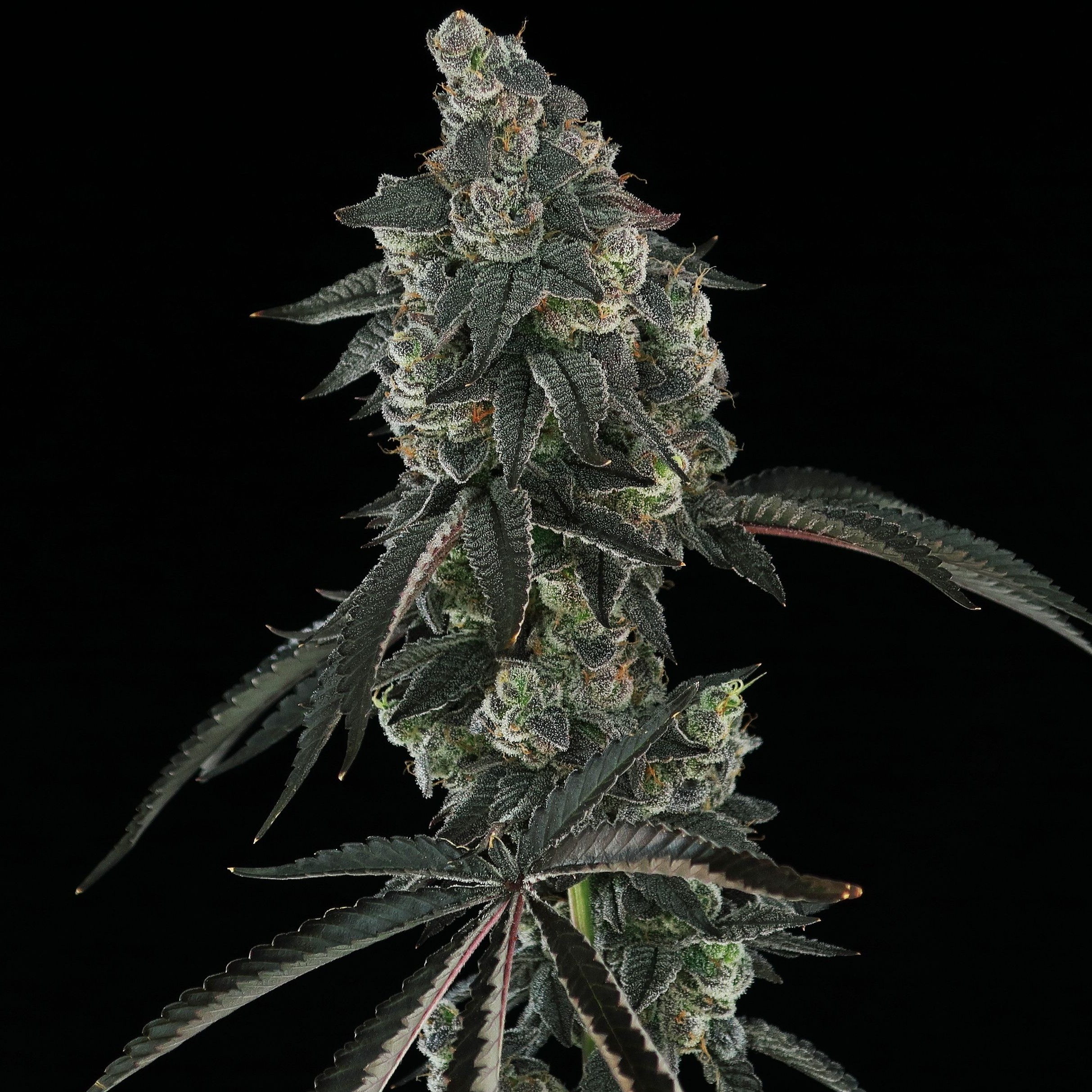 Eugreen Farms Mint Julep 28 Leafly