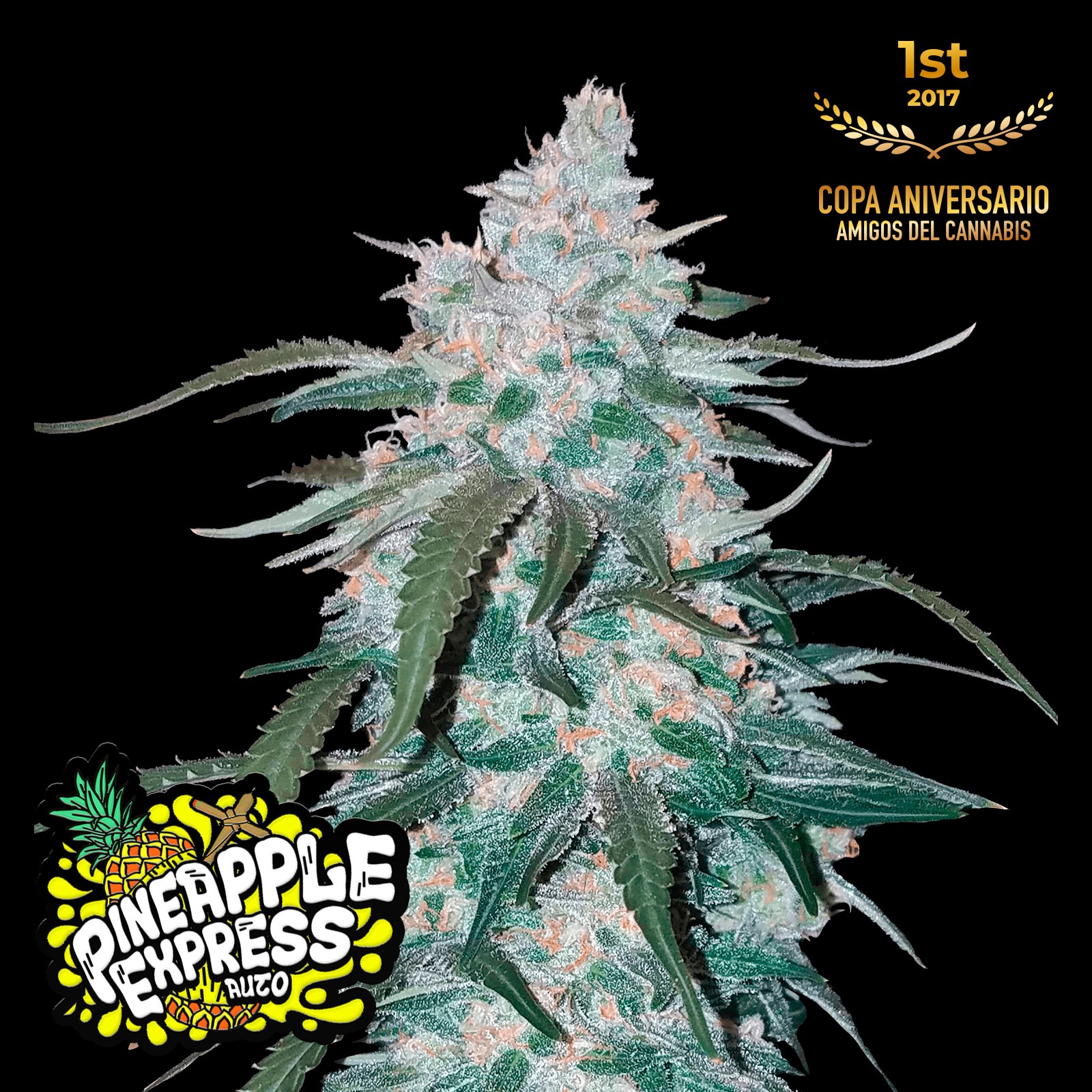 Fast Buds Autoflowering Cannabis Seeds: Pineapple Express Auto | Fast ...