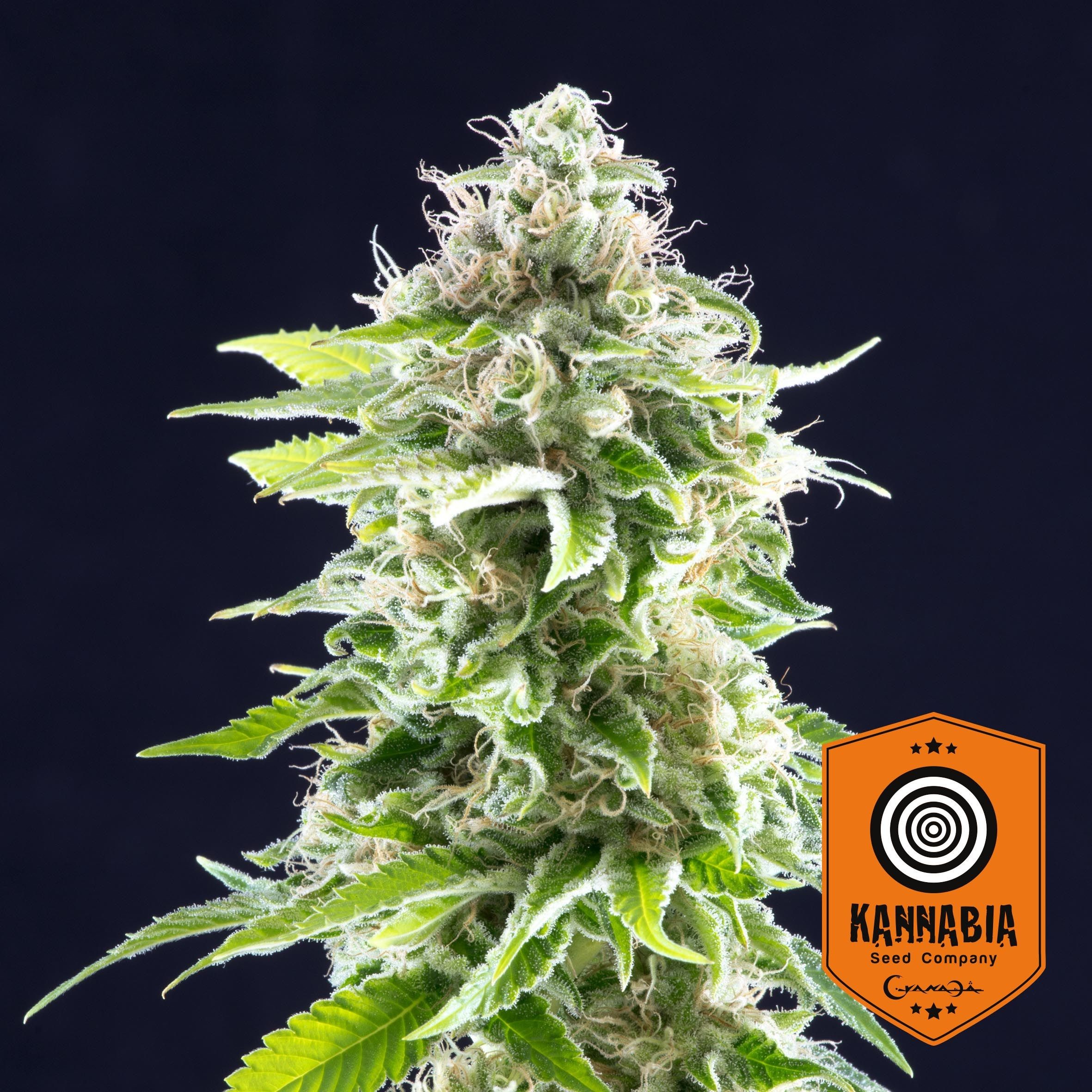 Kannabia Seeds COOKIES HAZE Leafly