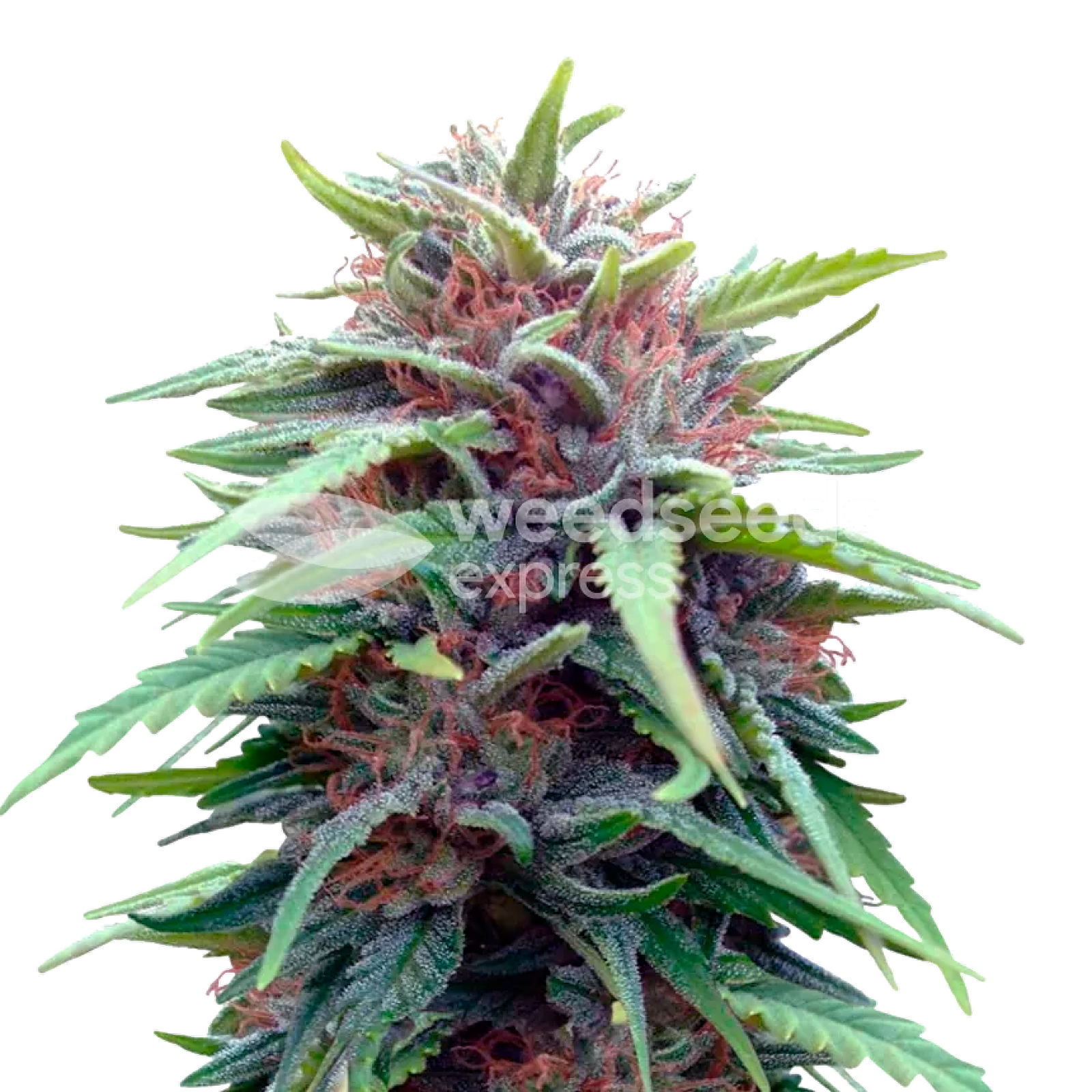 WeedSeedsExpress: Durban Poison feminized seeds | Leafly