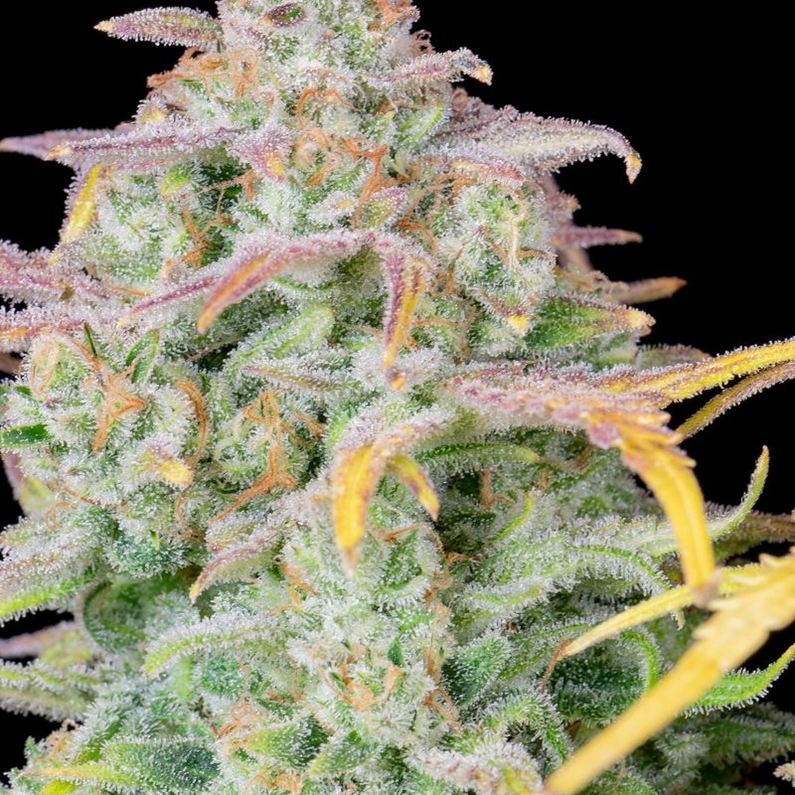 NukeHeads: Train wreck Auto Fem Seeds | Leafly