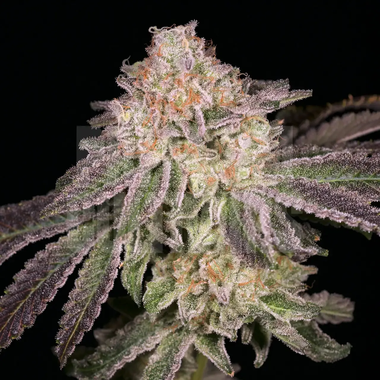 Premium Cultivars Lemon Cake Leafly