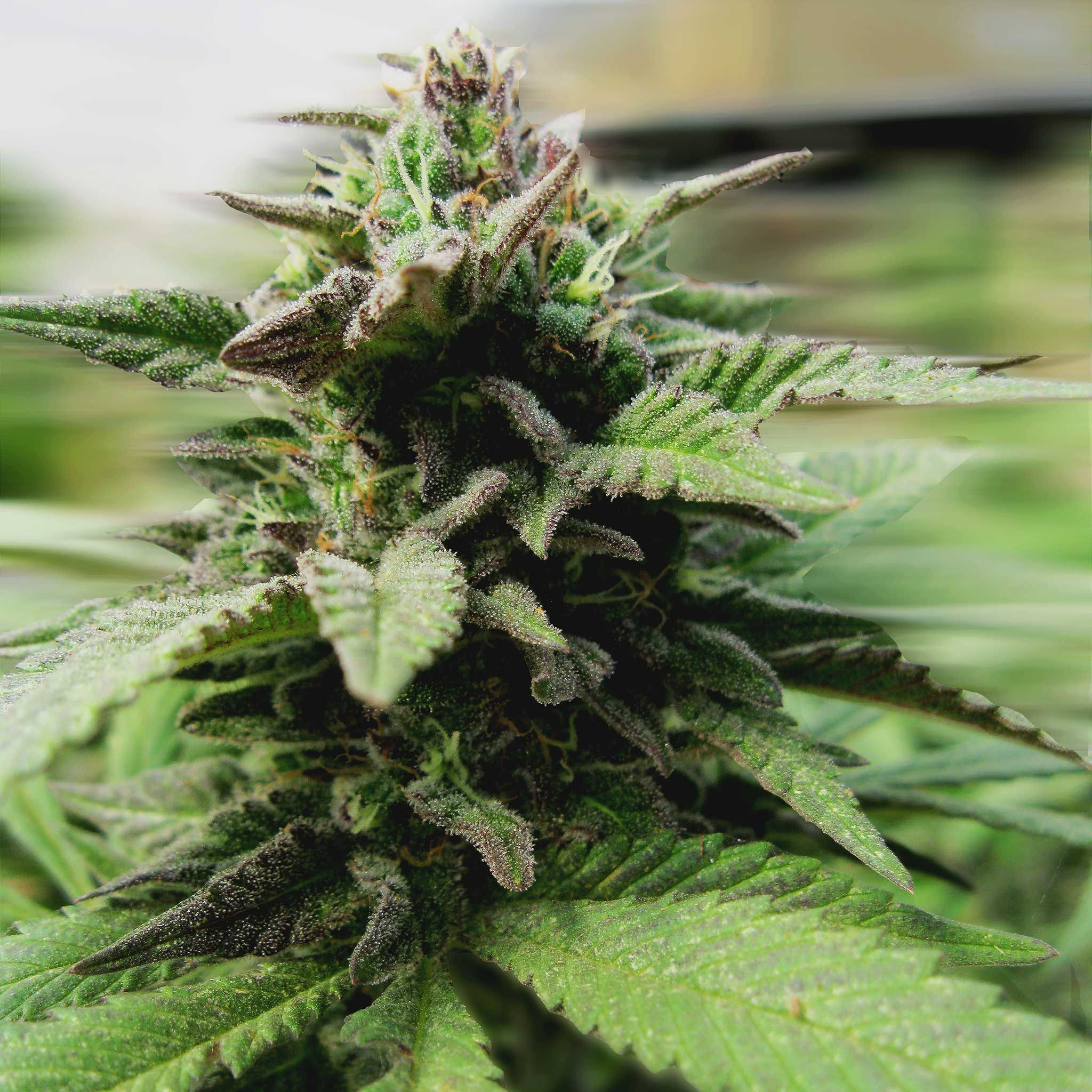 Sticky Punch Leafly