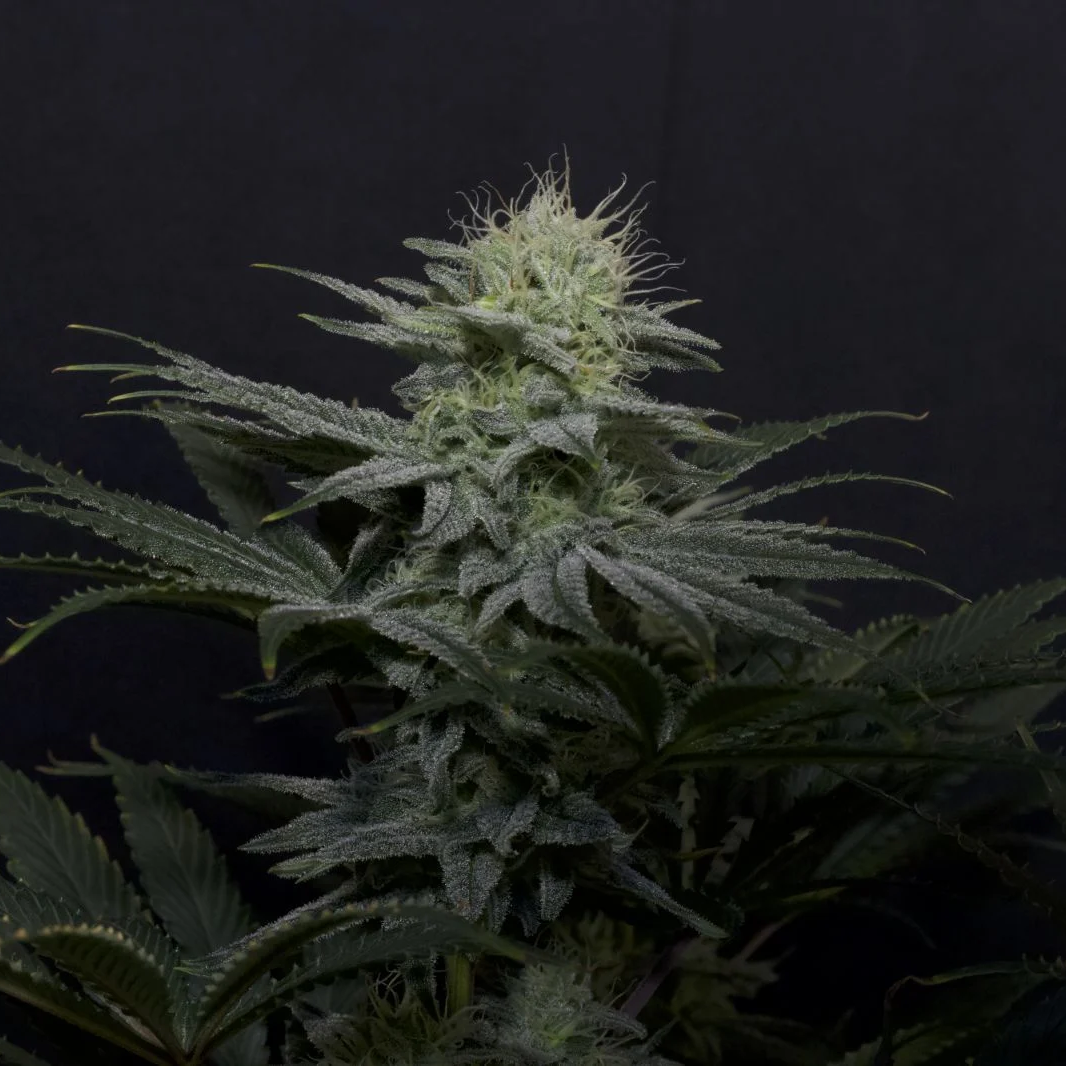 Fast Buds Autoflowering Cannabis Seeds: GG4 Sherbet FF | Fast Buds ...