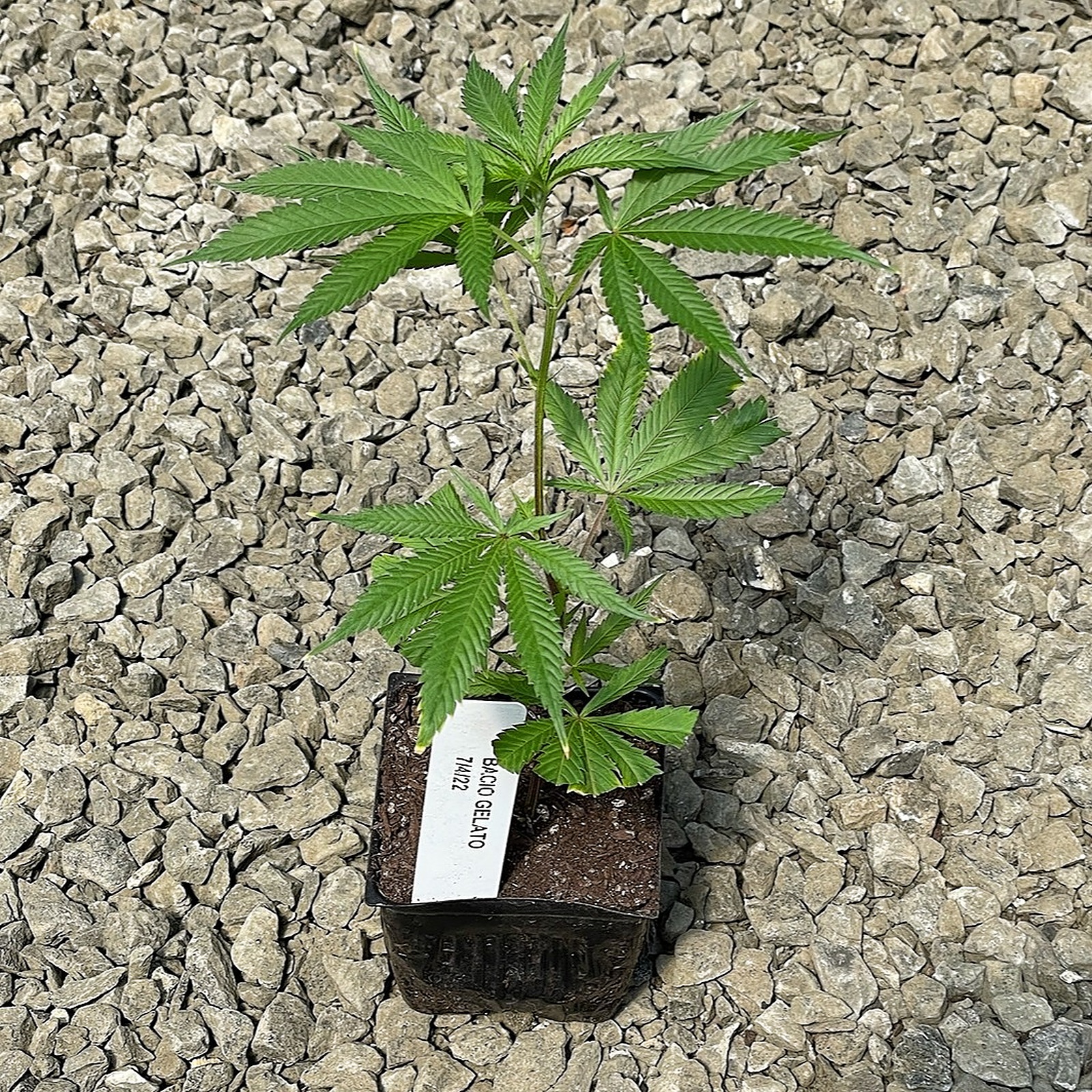 Bacio Bx Strain - 6ojc6uj
