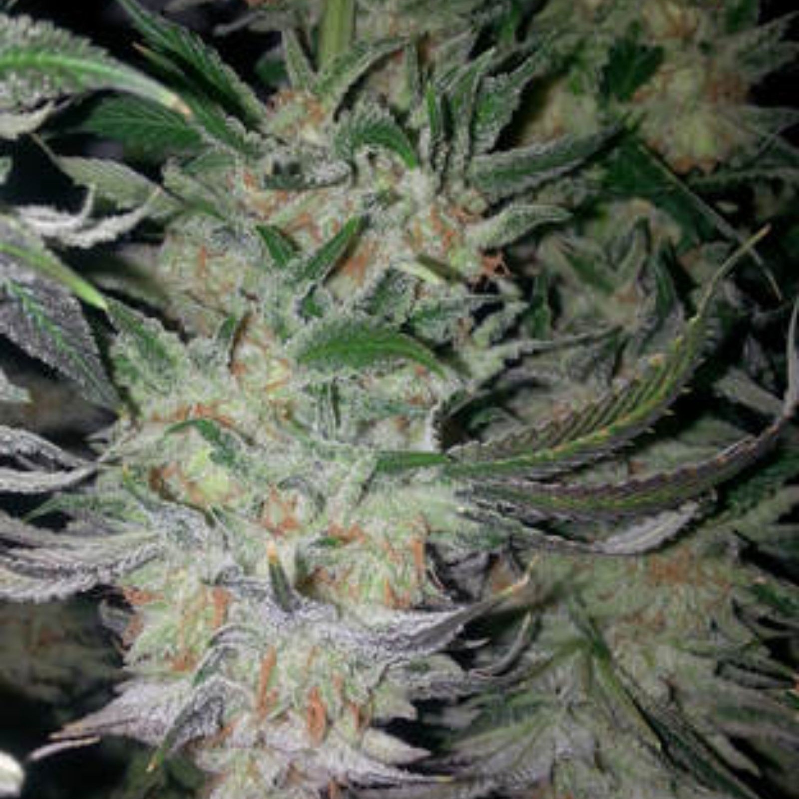 Hidden Valley Clones Blue Zkittlez Leafly