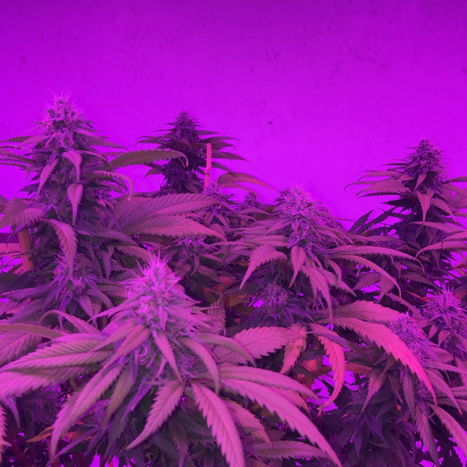 Laughing Man Farms Allen Wrench Leafly