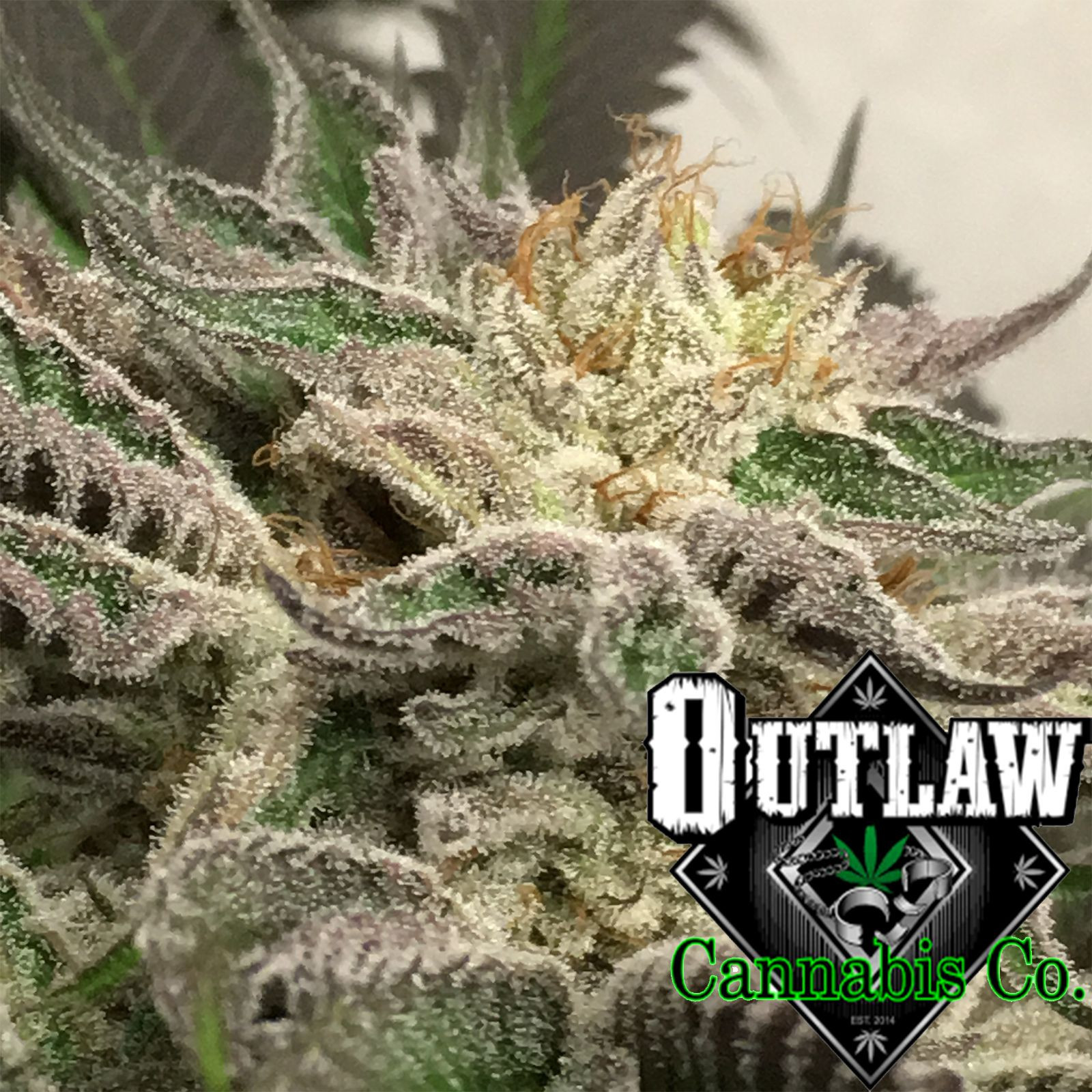 Outlaw Cannabis Company Banana Kush Leafly