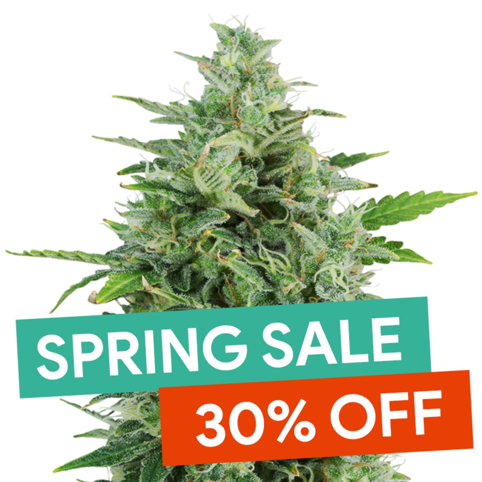 OG Kush feminized seeds Leafly