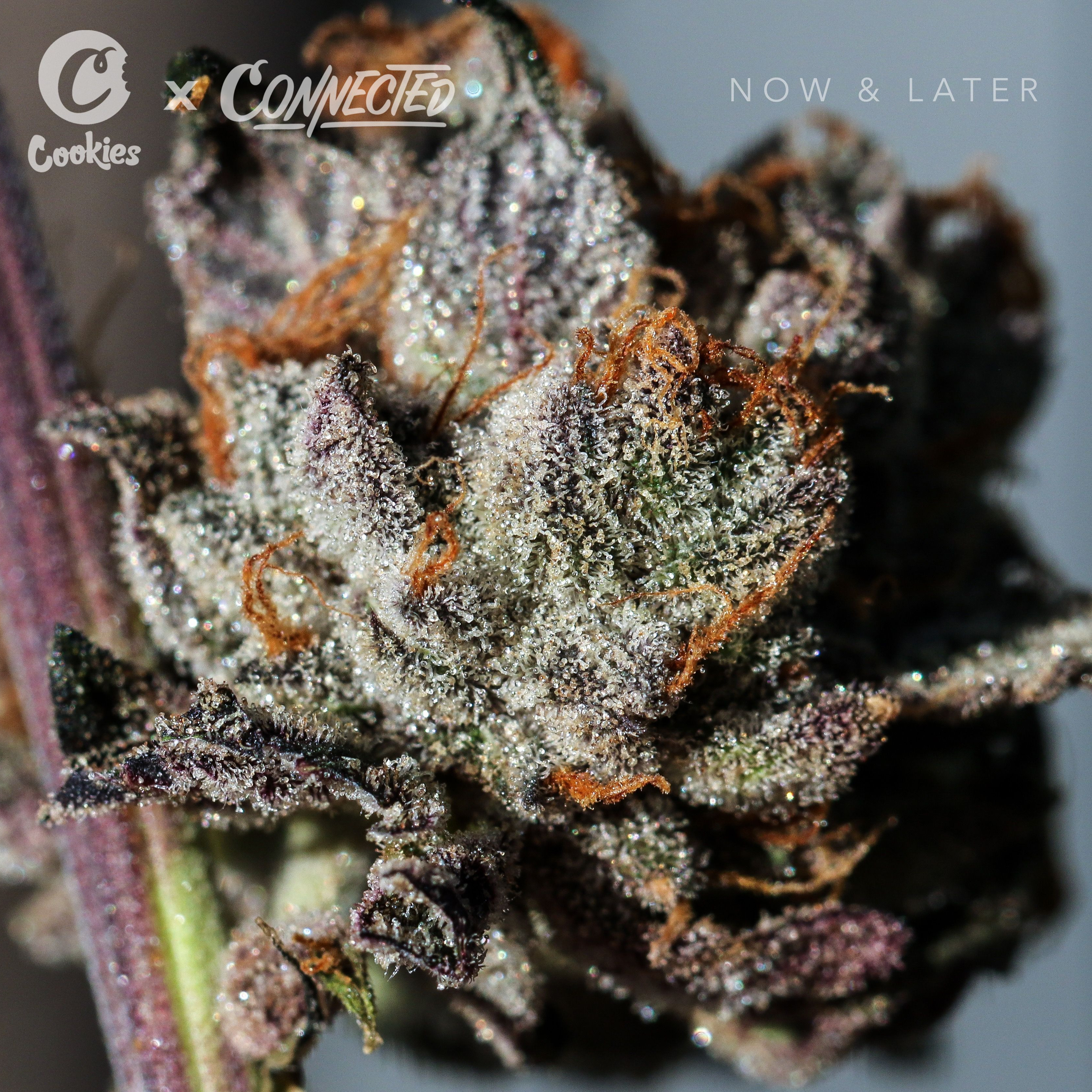 Sativaayx2: This Strain Changed My Life Forever - 7uoaoy1