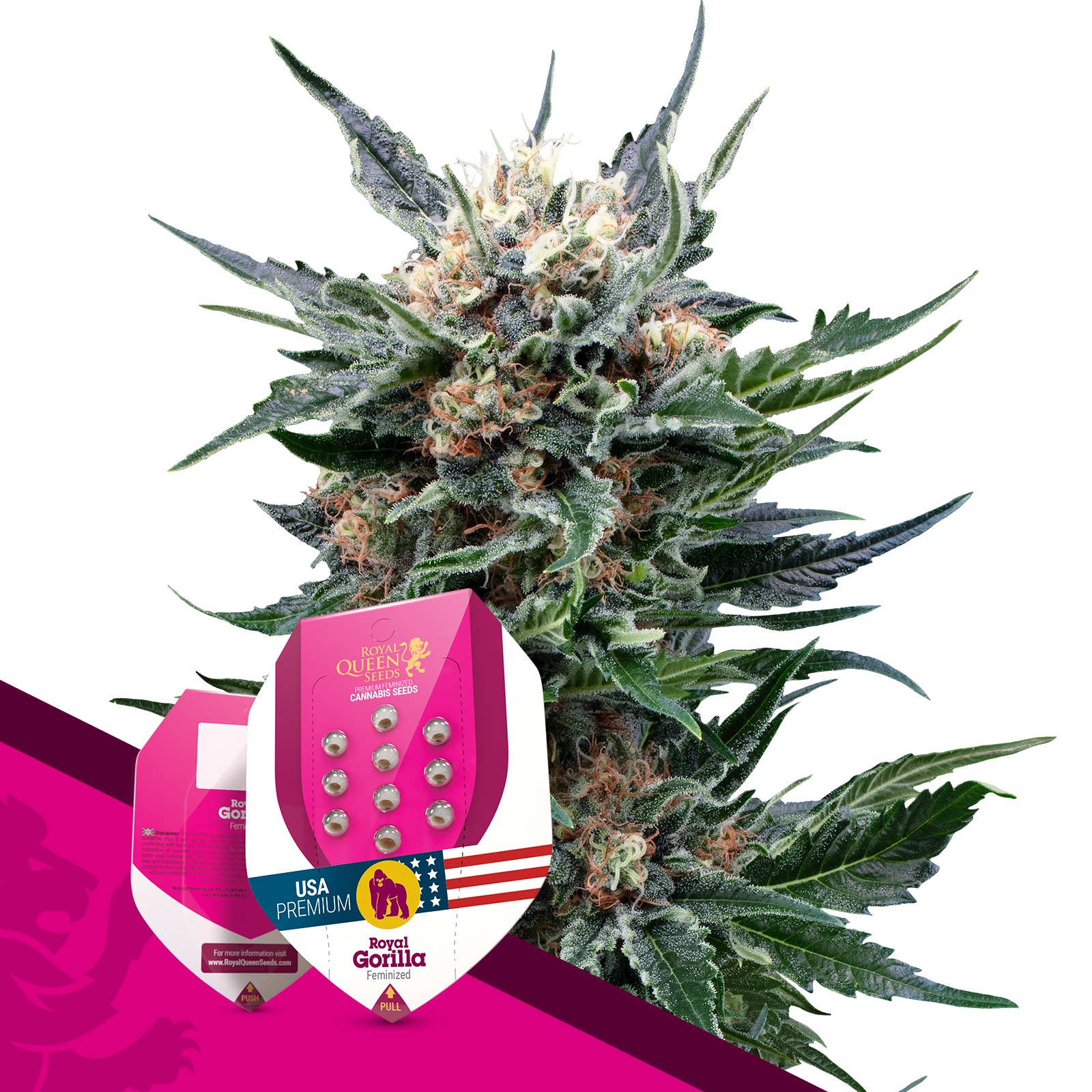 Royal Queen Seeds Royal Gorilla Leafly