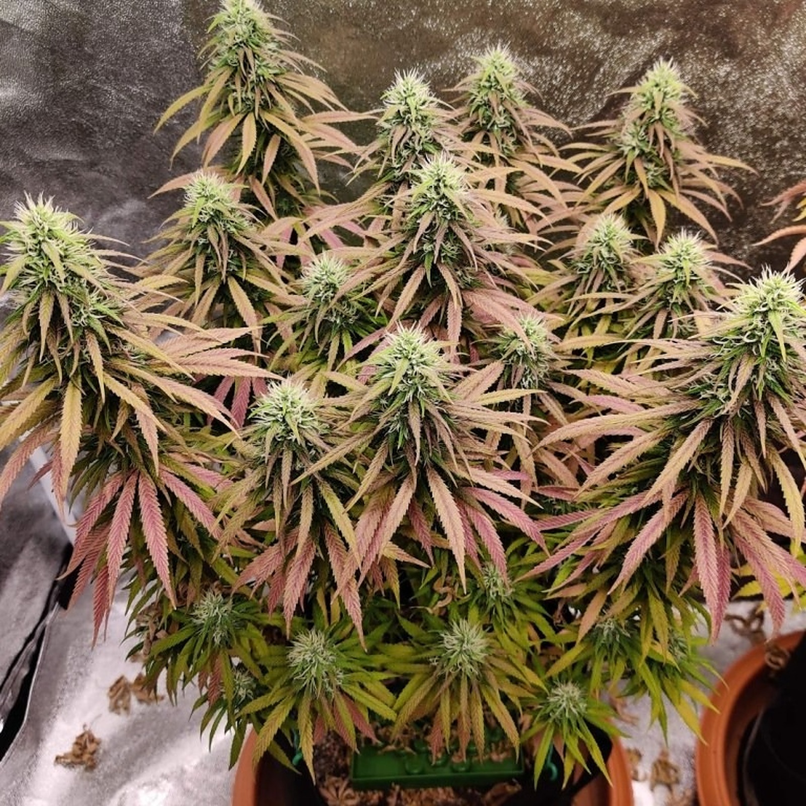 NukeHeads FIRE KUSH Fem Seeds Leafly