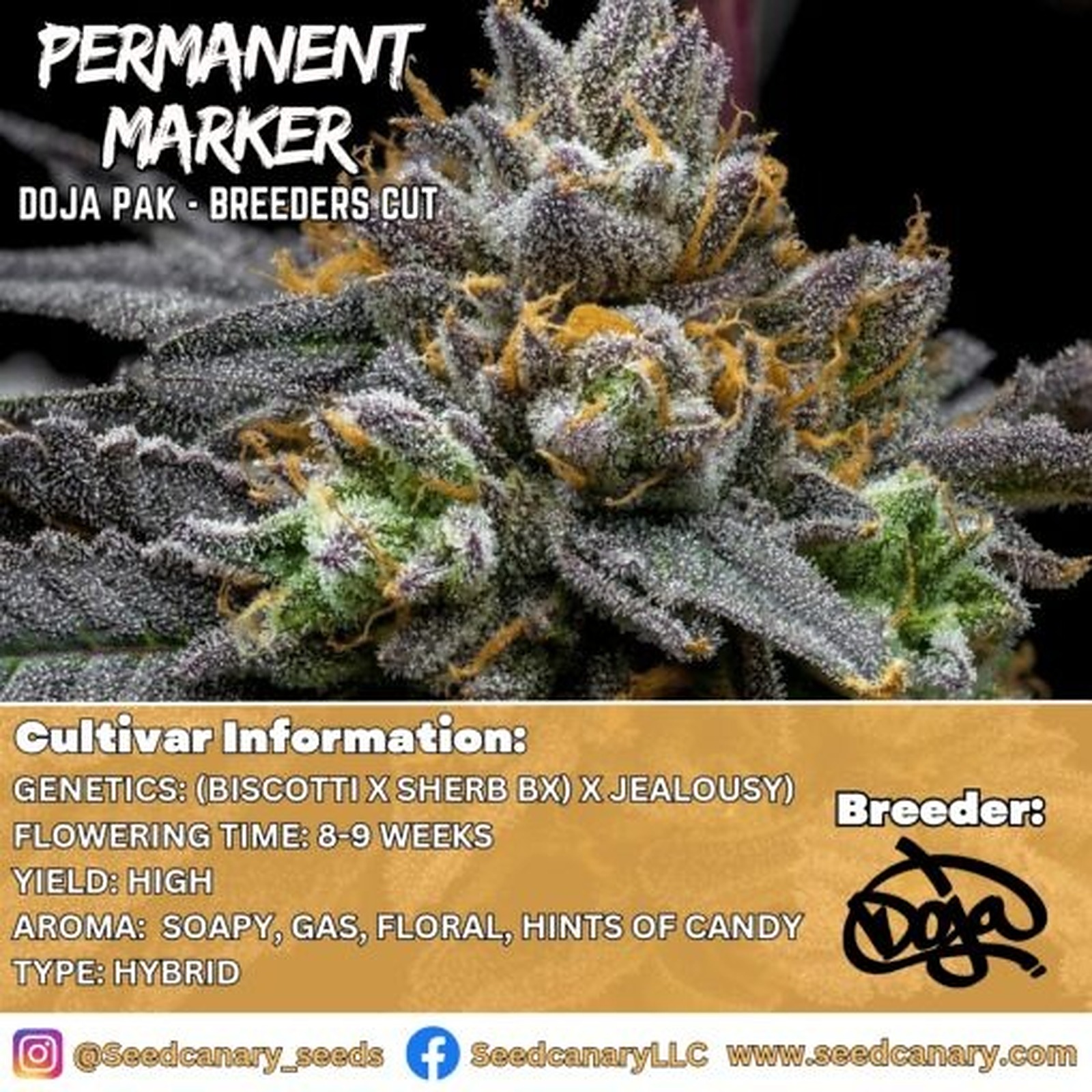 Seed Canary Permanent Marker (Doja Pak Cut) Rooted Clone Leafly