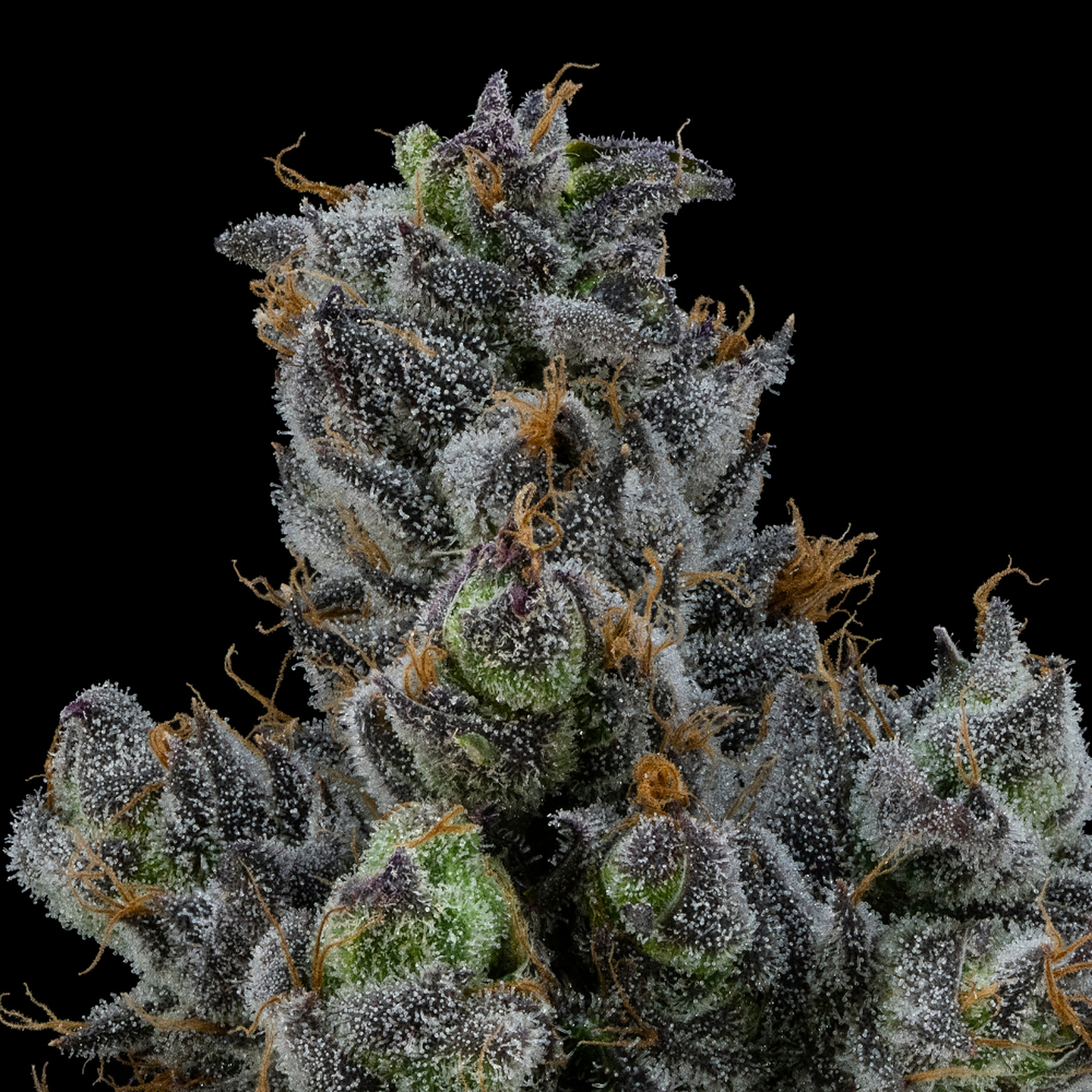 FloraCal Farms: Apple Runtz | Hybrid Flower [3.5g] | Leafly
