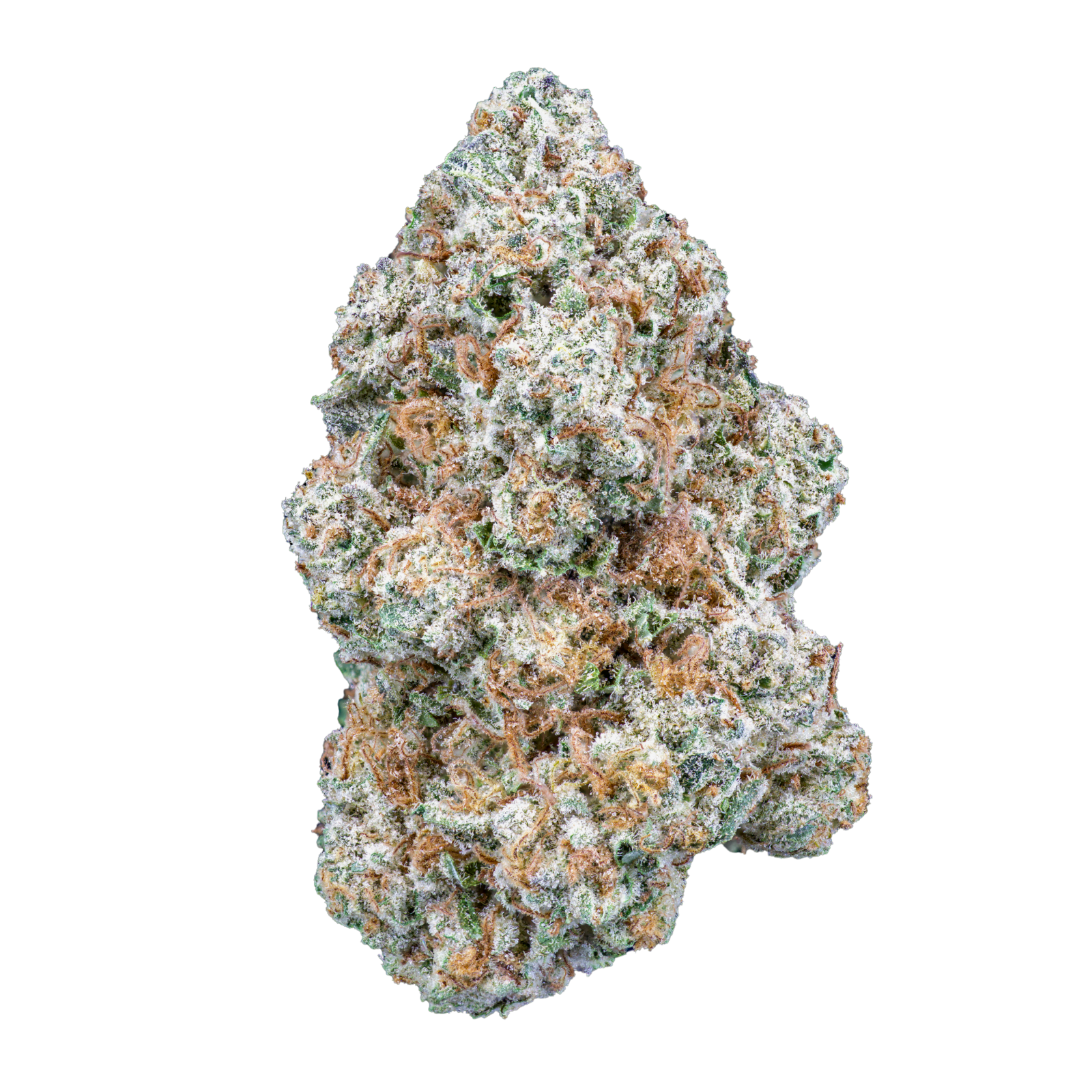 ◆ mimosa Mimosa - Purplefarm