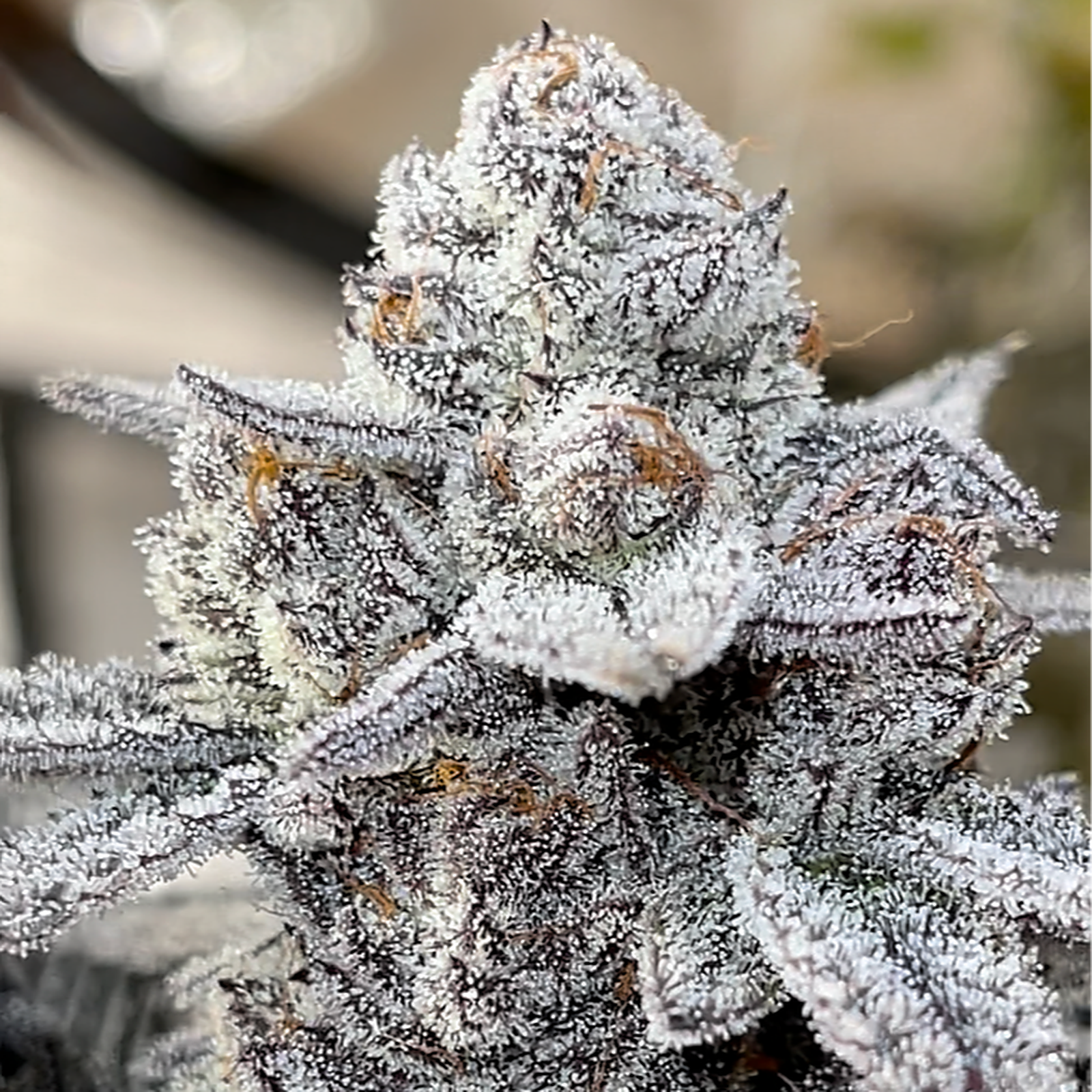 Beleaf Cannabis: White Truffle S1 | Leafly