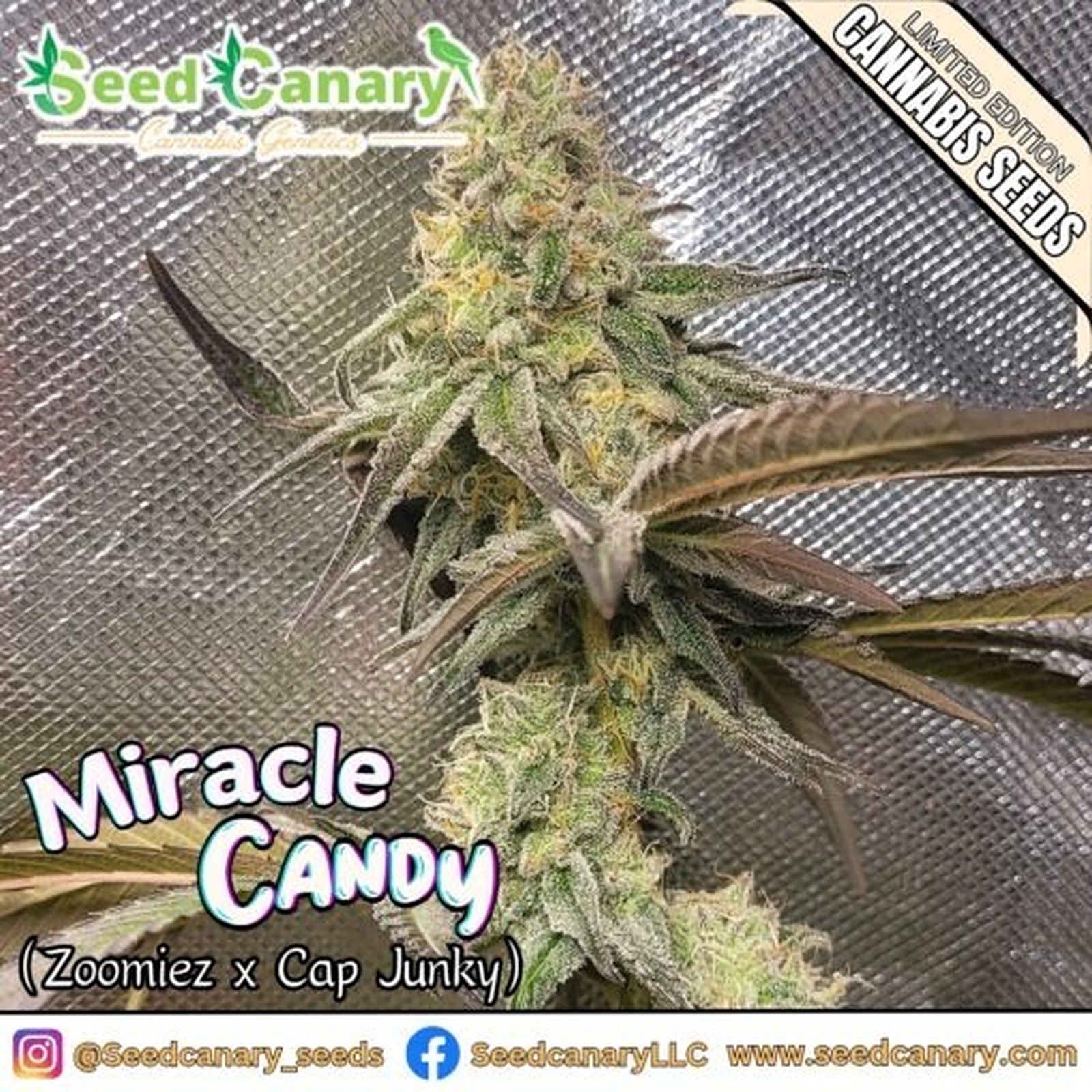 Seed Canary: Miracle Candy - 12x Regular Seeds | Leafly