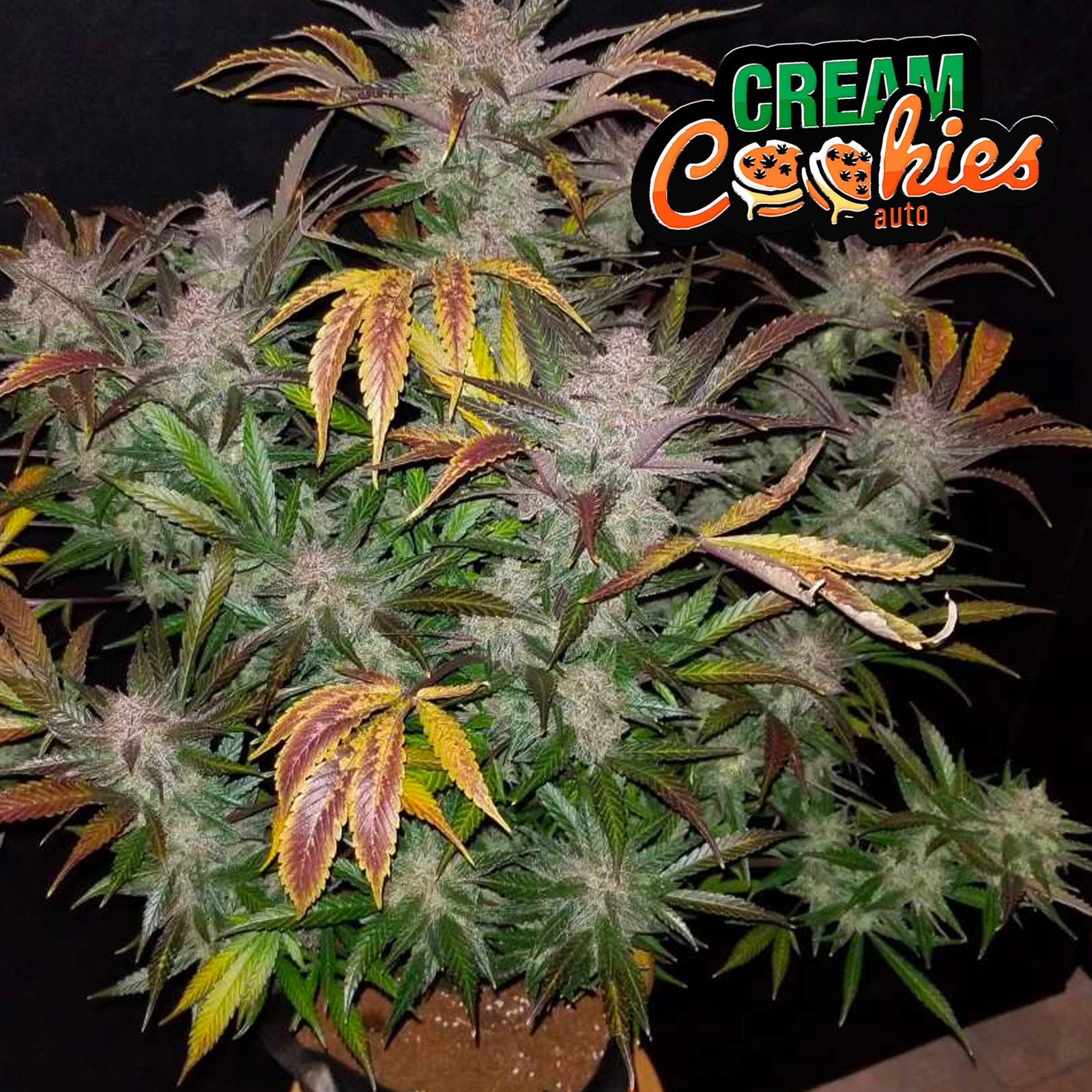 Fast Buds Autoflowering Cannabis Seeds Cream Cookies Auto Fast Buds