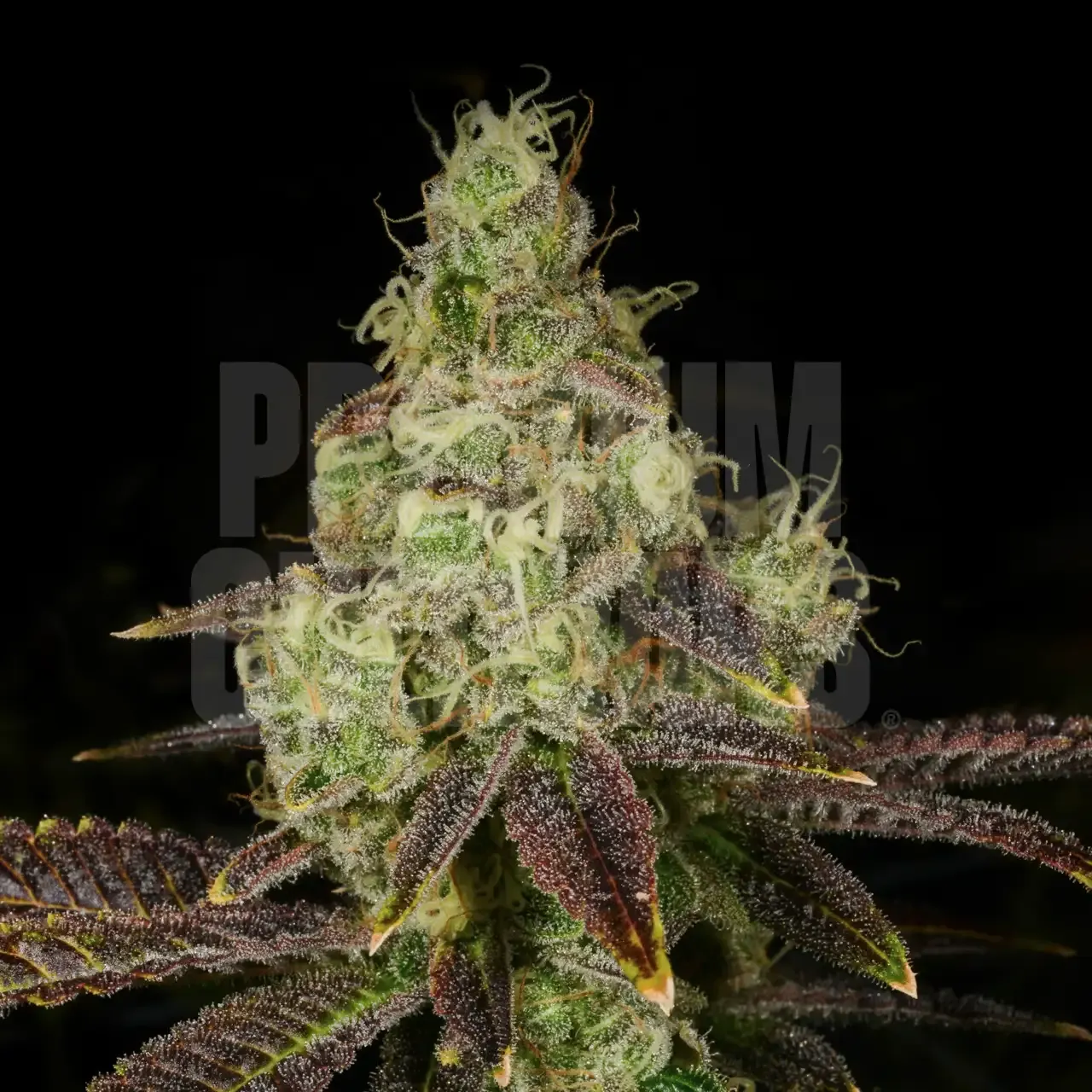 Premium Cultivars Hella Jelly Leafly