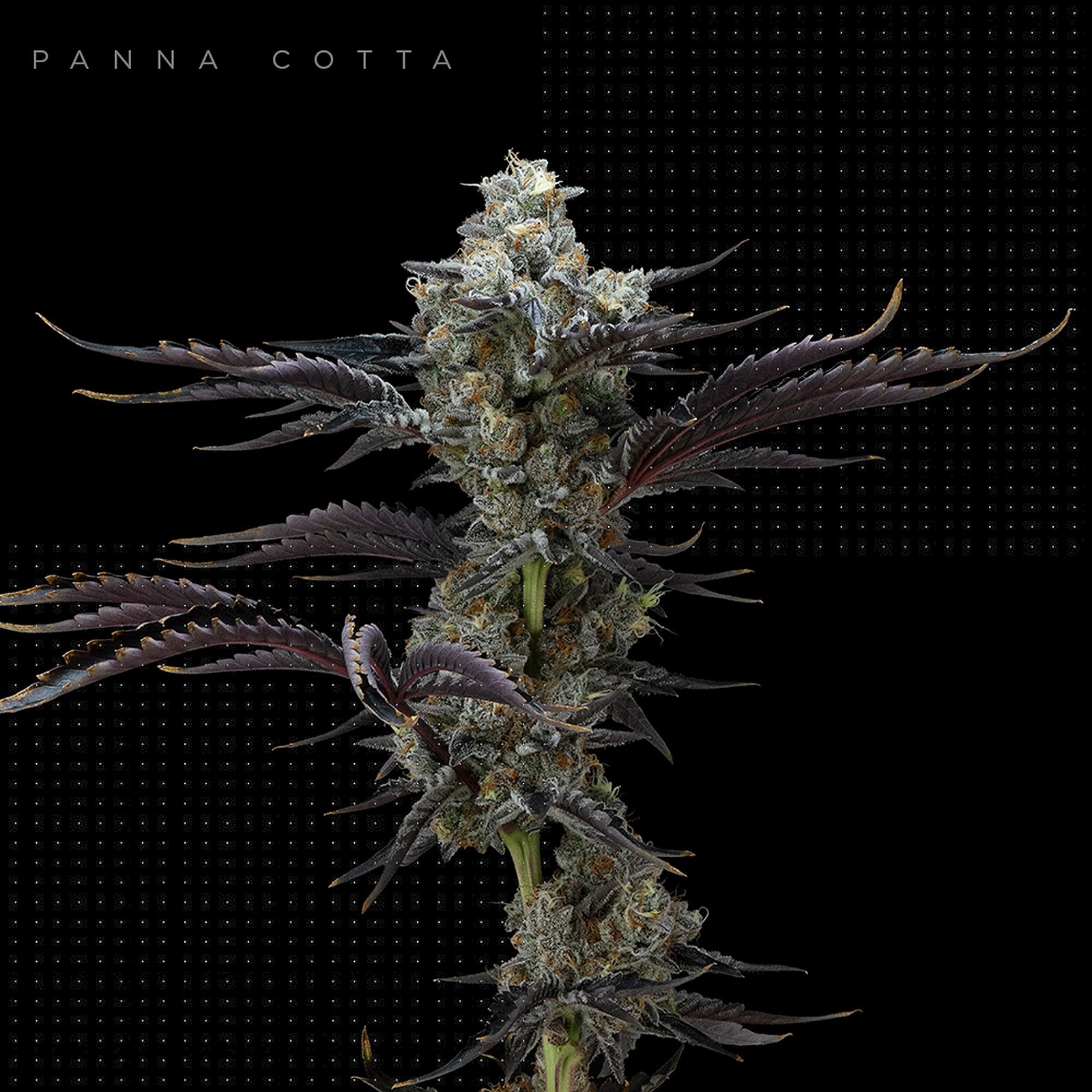 FloraCal Farms Panna Cotta Leafly