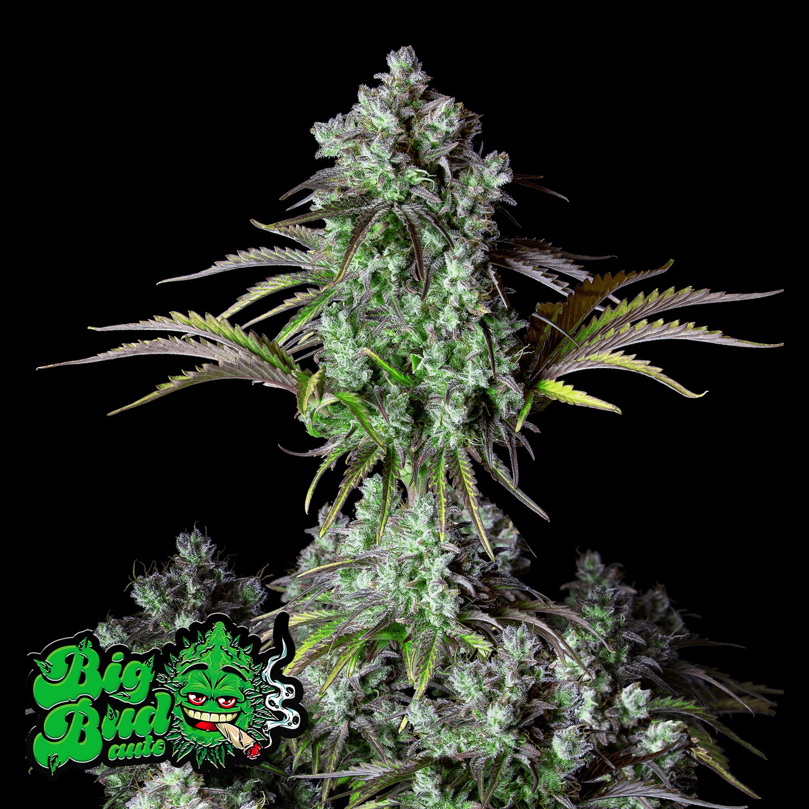 Fast Buds Seeds Ship To Usa Fast Buds Autoflowering Cannabis Seeds: Big Bud Auto | Fast Buds seeds