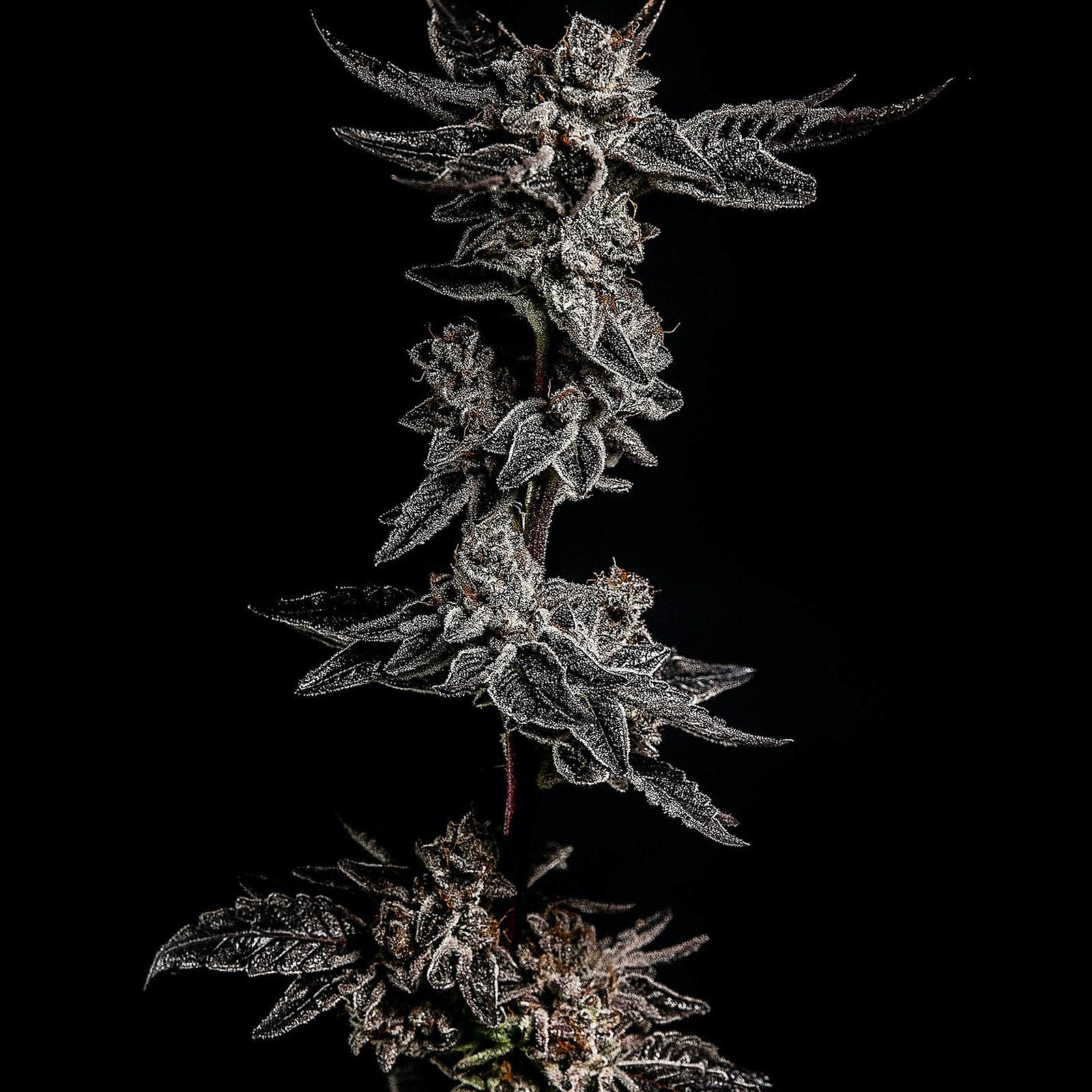 Elev8 Seeds Biscotti Cake Hybrid Leafly