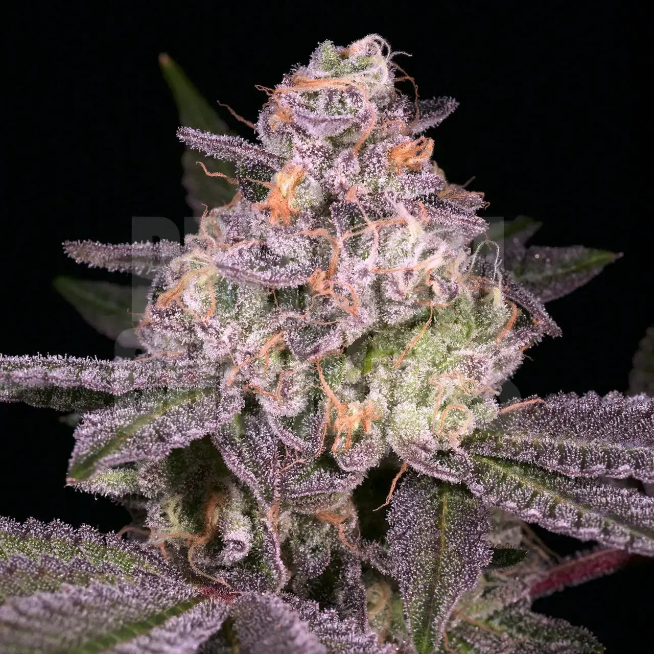 Premium Cultivars Garanimals Leafly