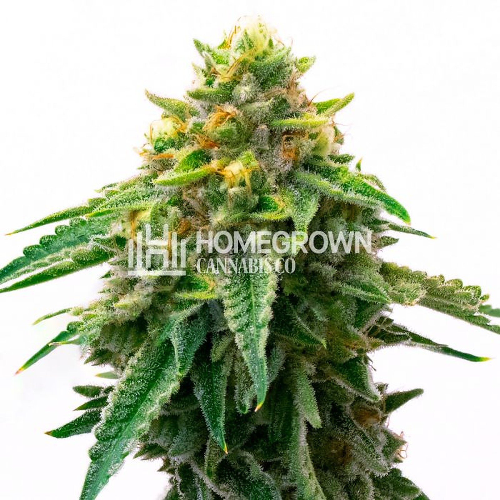 Gorilla Glue #4 High THCa Hemp Flower by Perfect Plant Market
