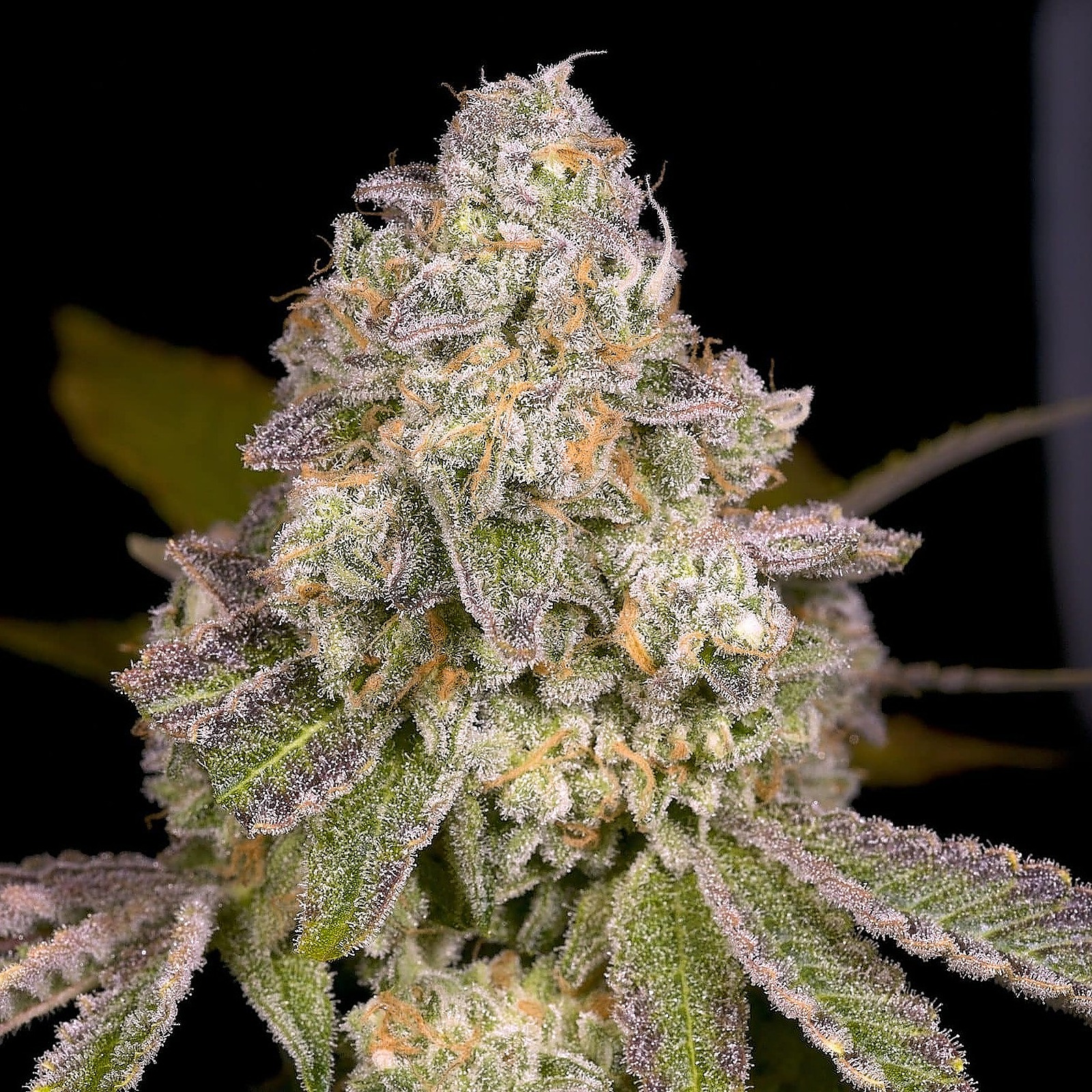 Premium Seed Market: Rainbow Beltz (feminized) | Leafly