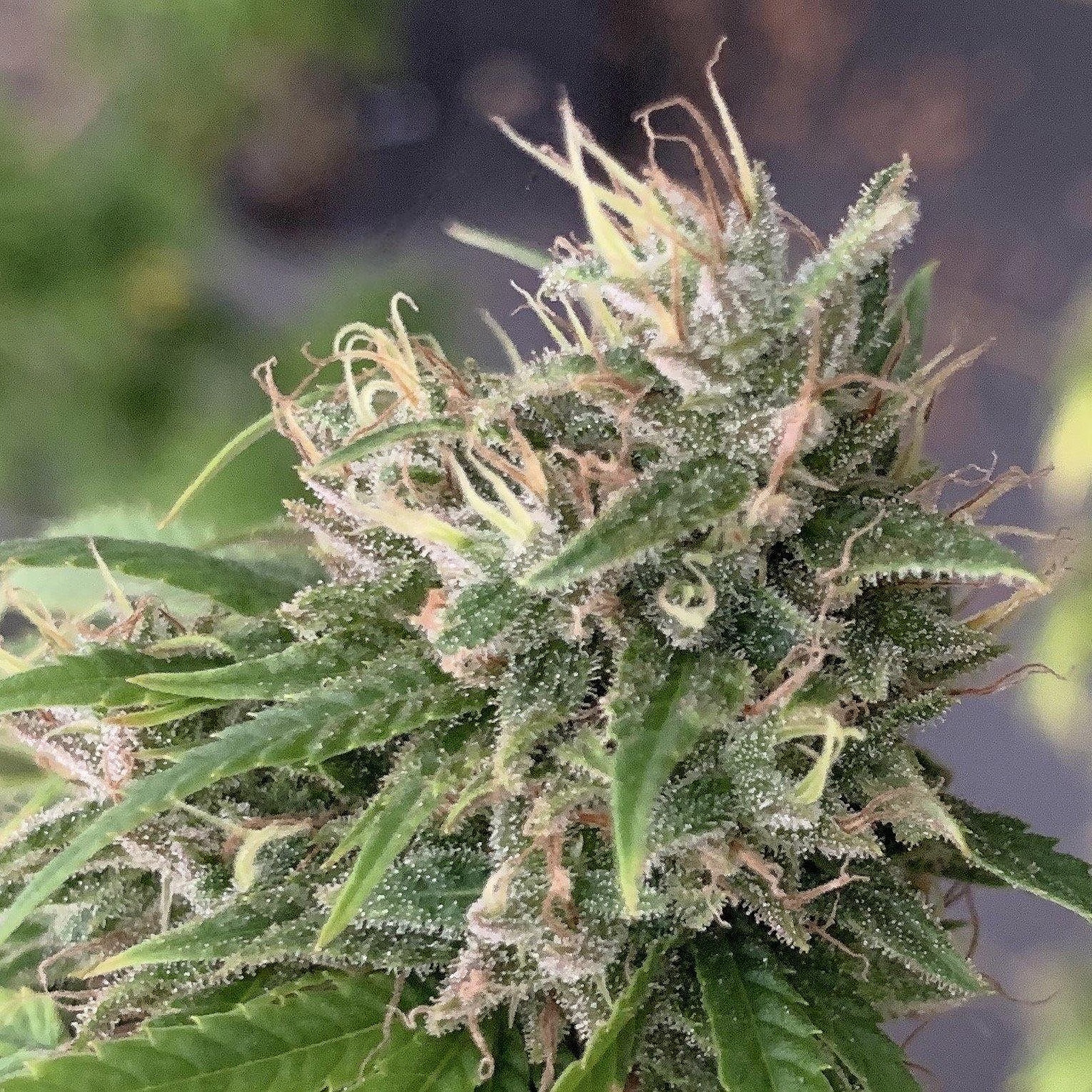 Everyday Cannabis Mountain Mango CBD Clones Leafly