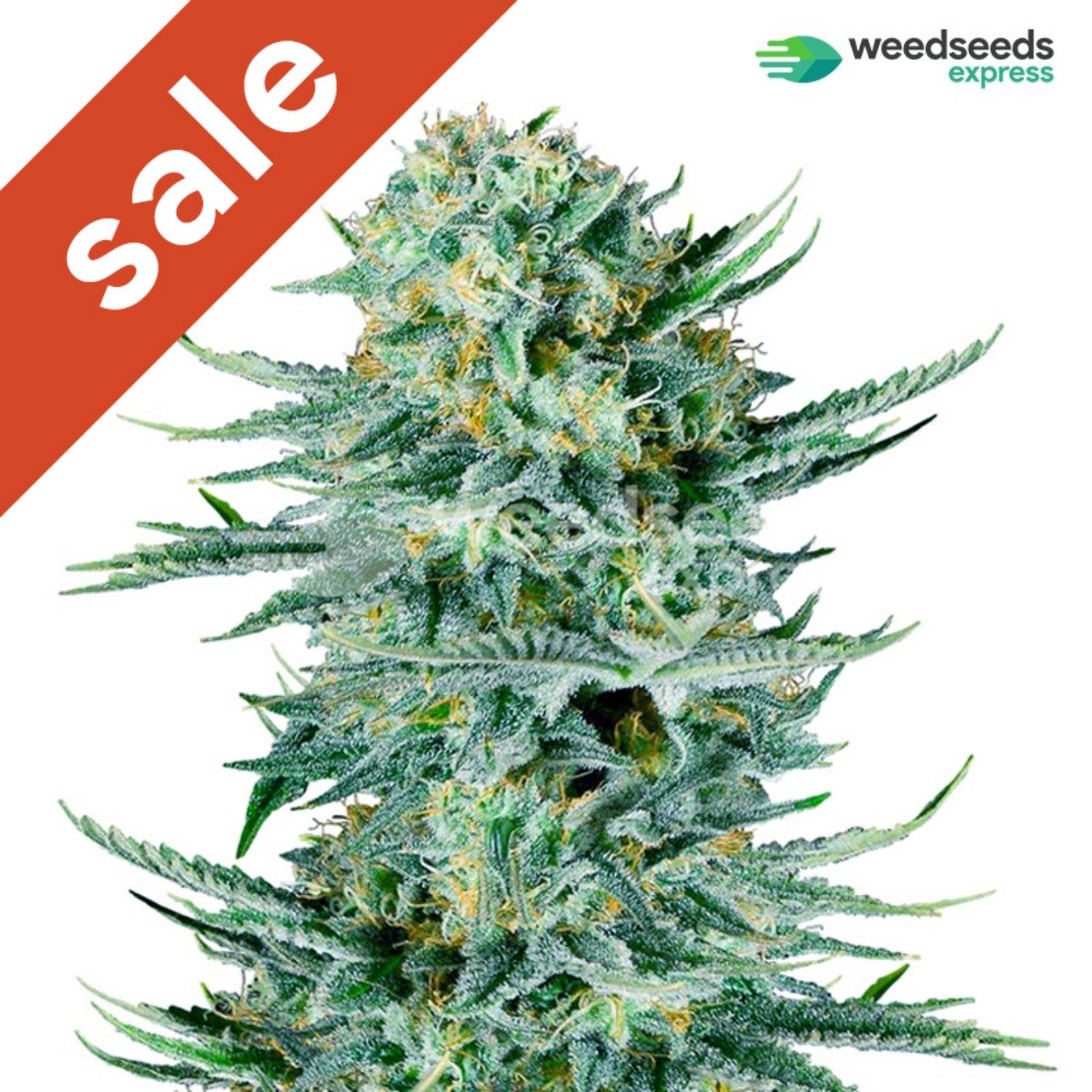 Blue Dream feminized seeds | Leafly