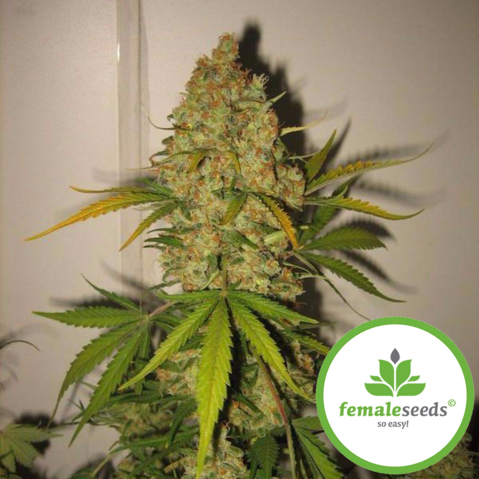 Female Seeds: Skunk Special | Leafly