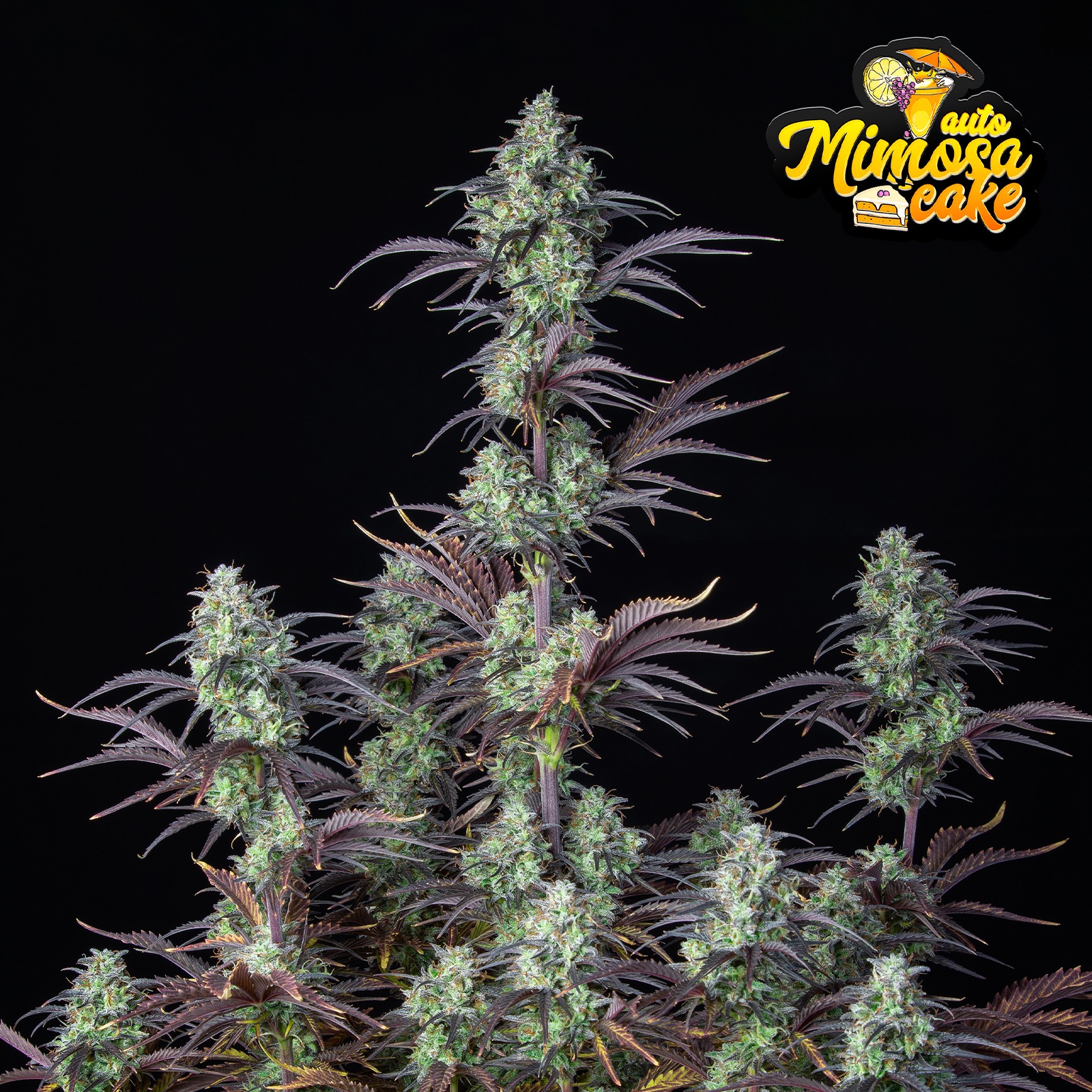 Mimosa Leafly - yenv25y