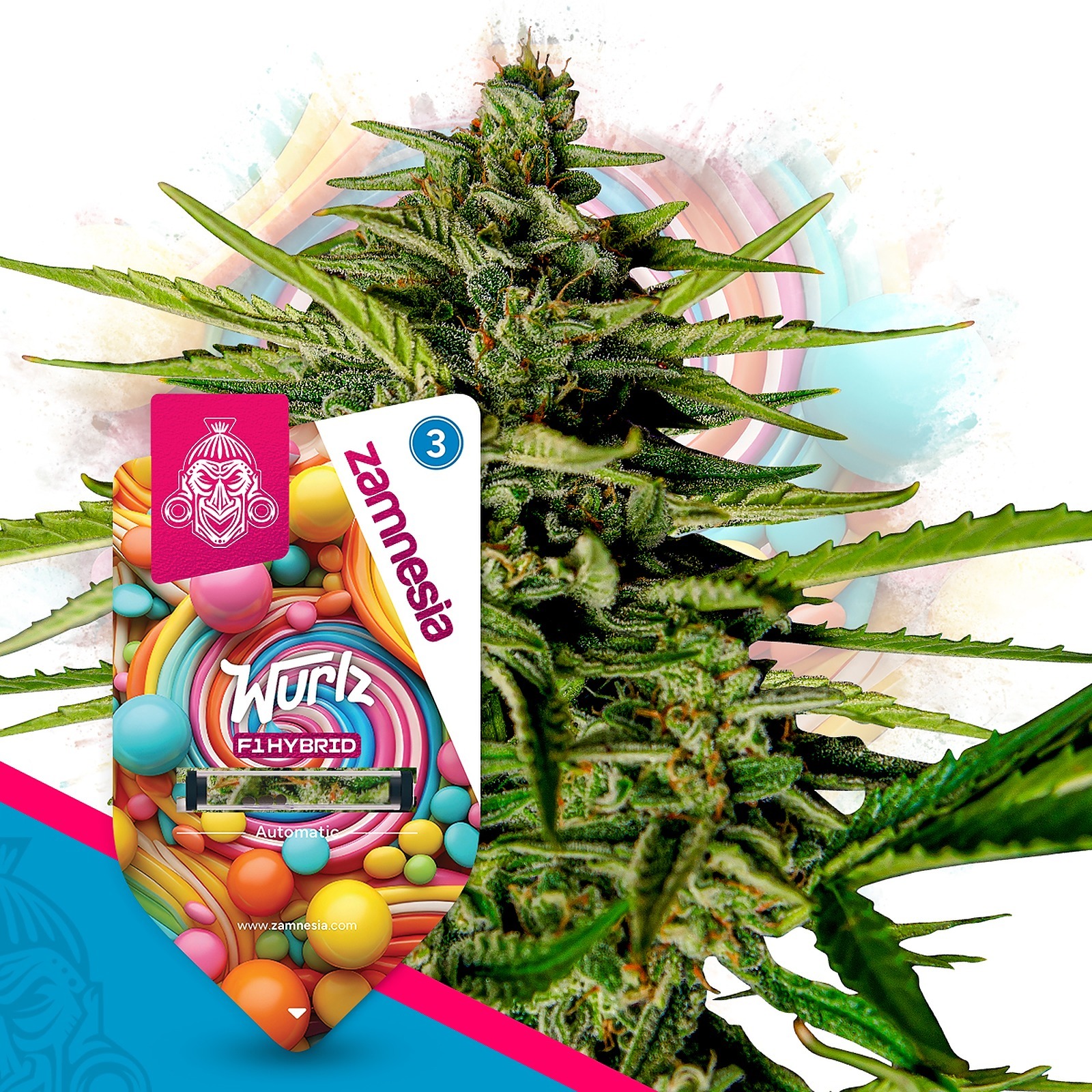 Zamnesia: Wurlz F1 Automatic by Zamnesia Seeds | Leafly