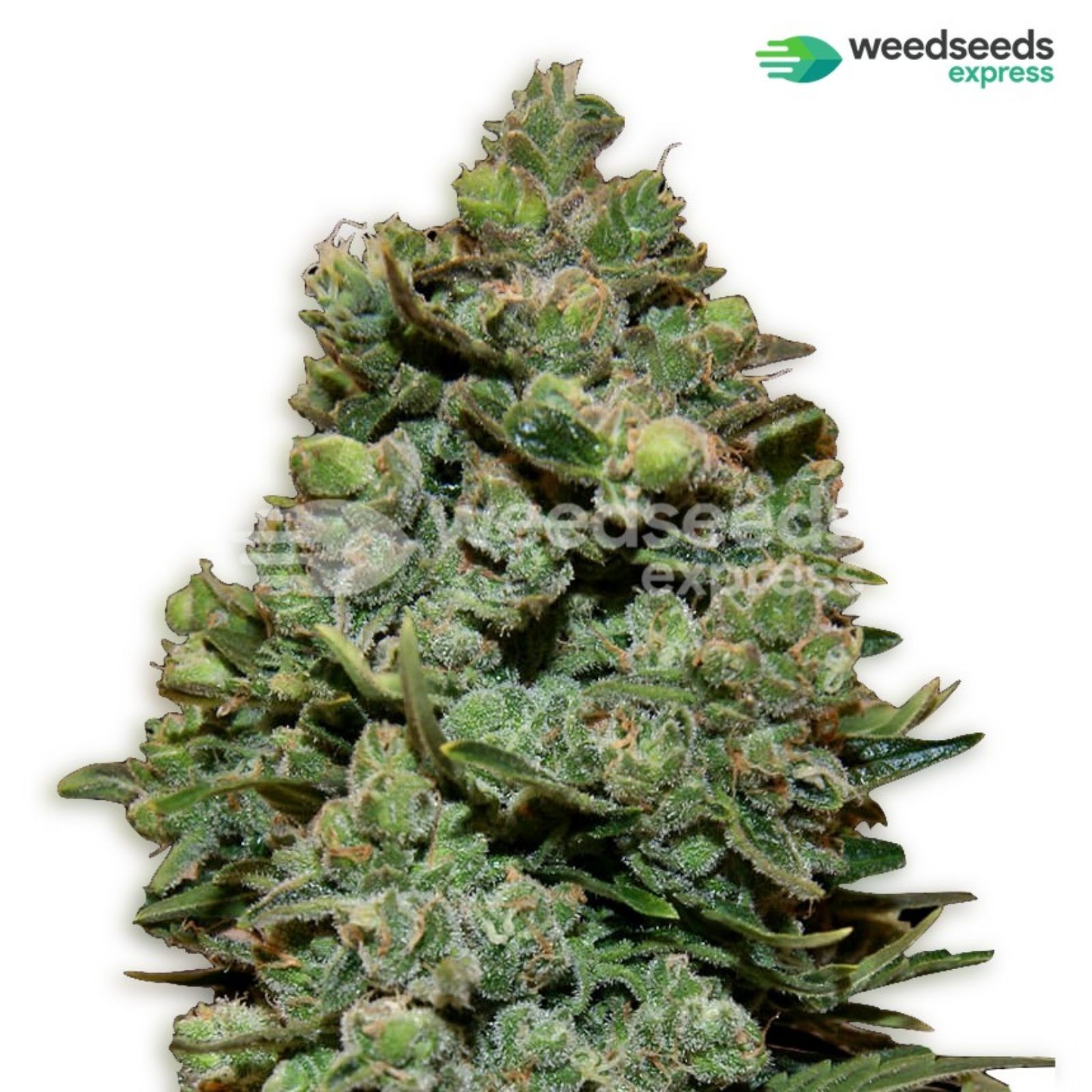 Weedseedsexpress Swiss Cheese feminized seeds Leafly