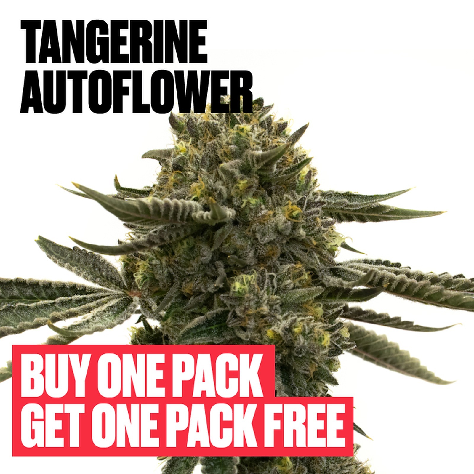 Homegrown Cannabis Co. Tangerine Autoflower Leafly