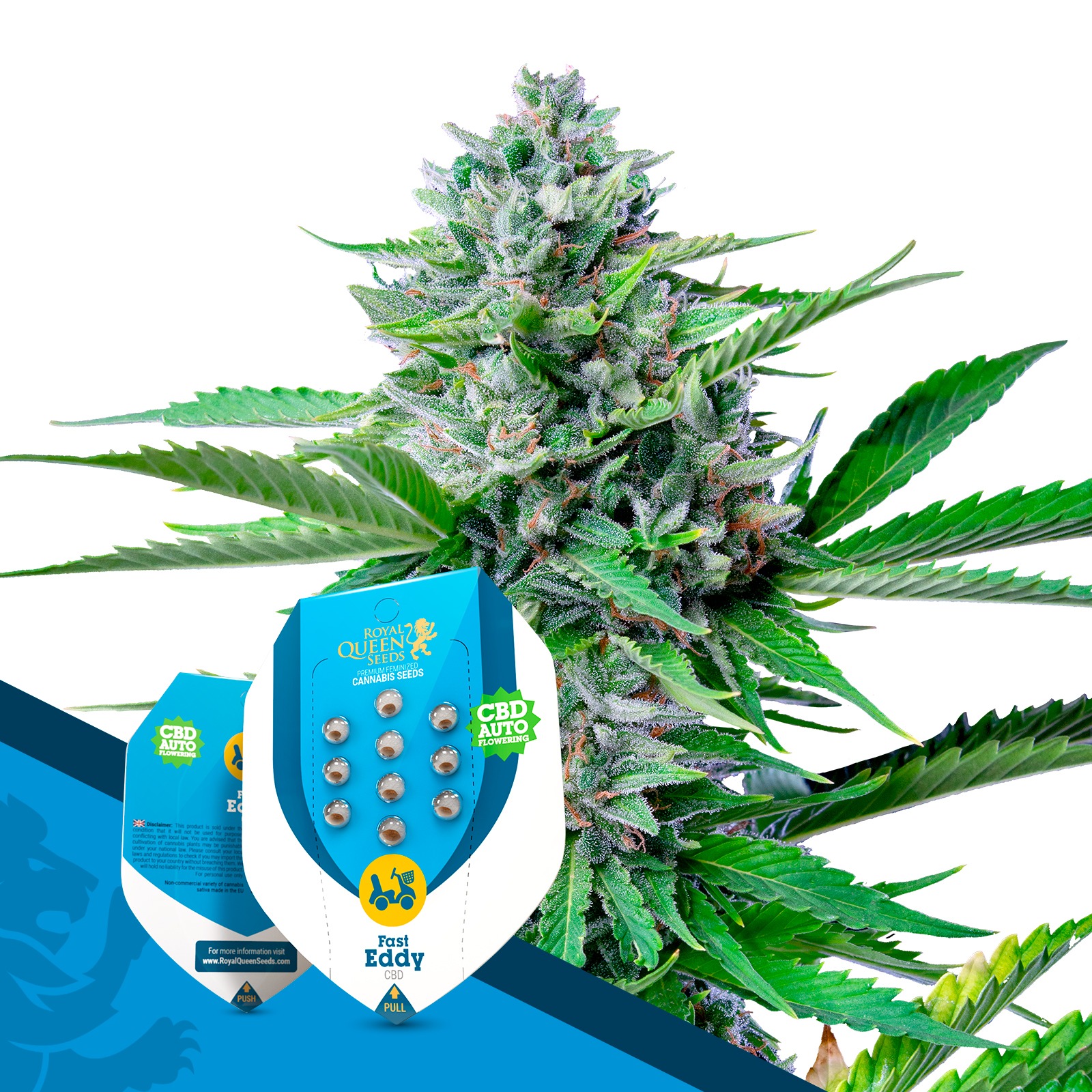 Royal Queen Seeds Fast Eddy Automatic CBD Leafly