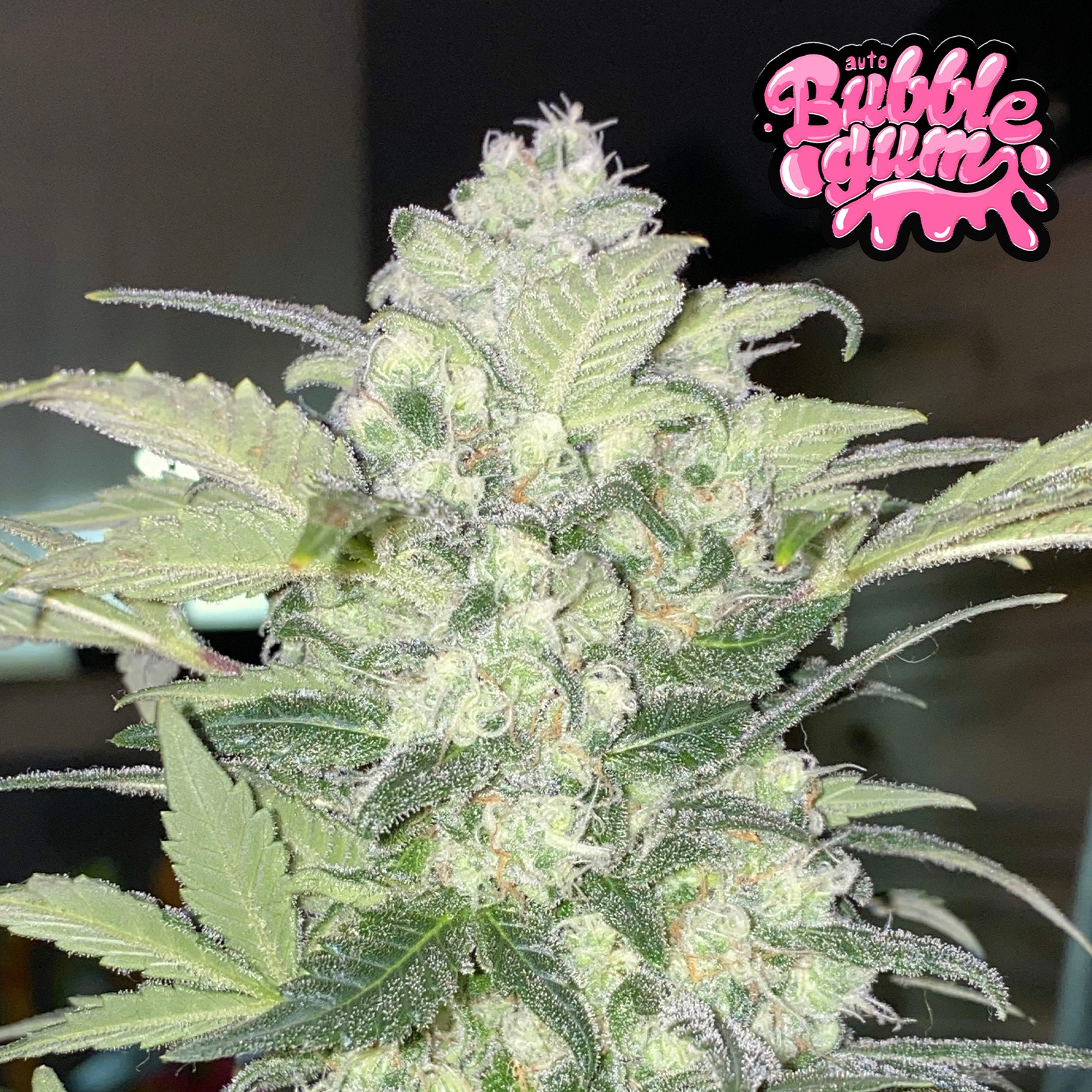 Fast Buds Autoflowering Cannabis Seeds: BubbleGum Auto | Fast Buds ...