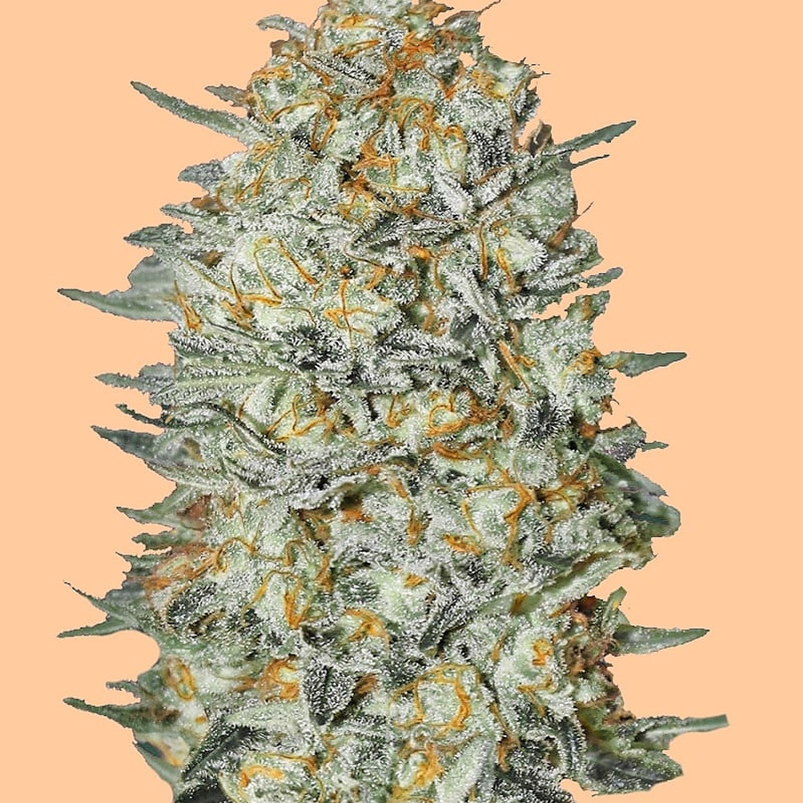 The Seed Connect AUTO ICE CREAM CAKE AUTOFLOWERING SEEDS Leafly