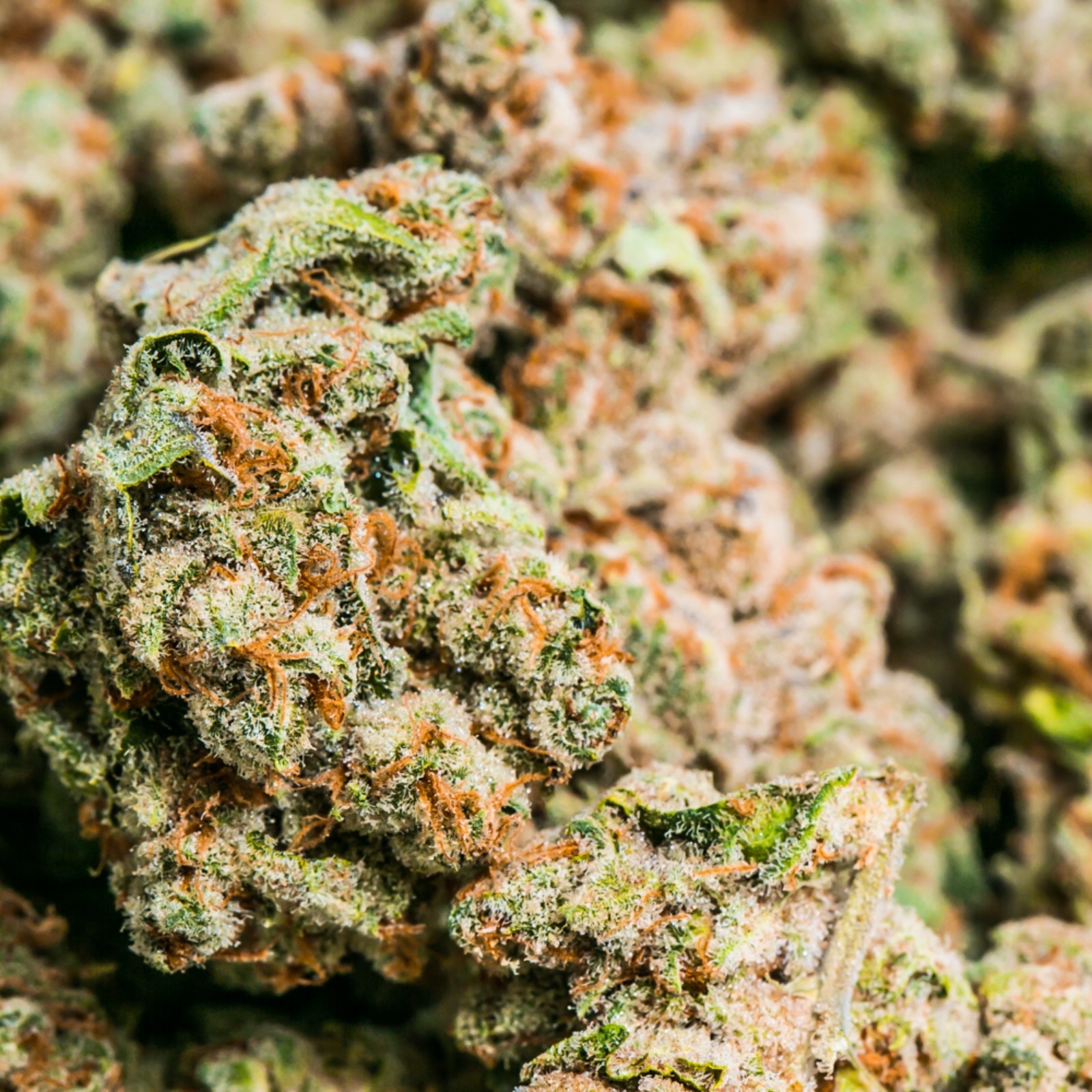 Leafly Strain - fu47jc9