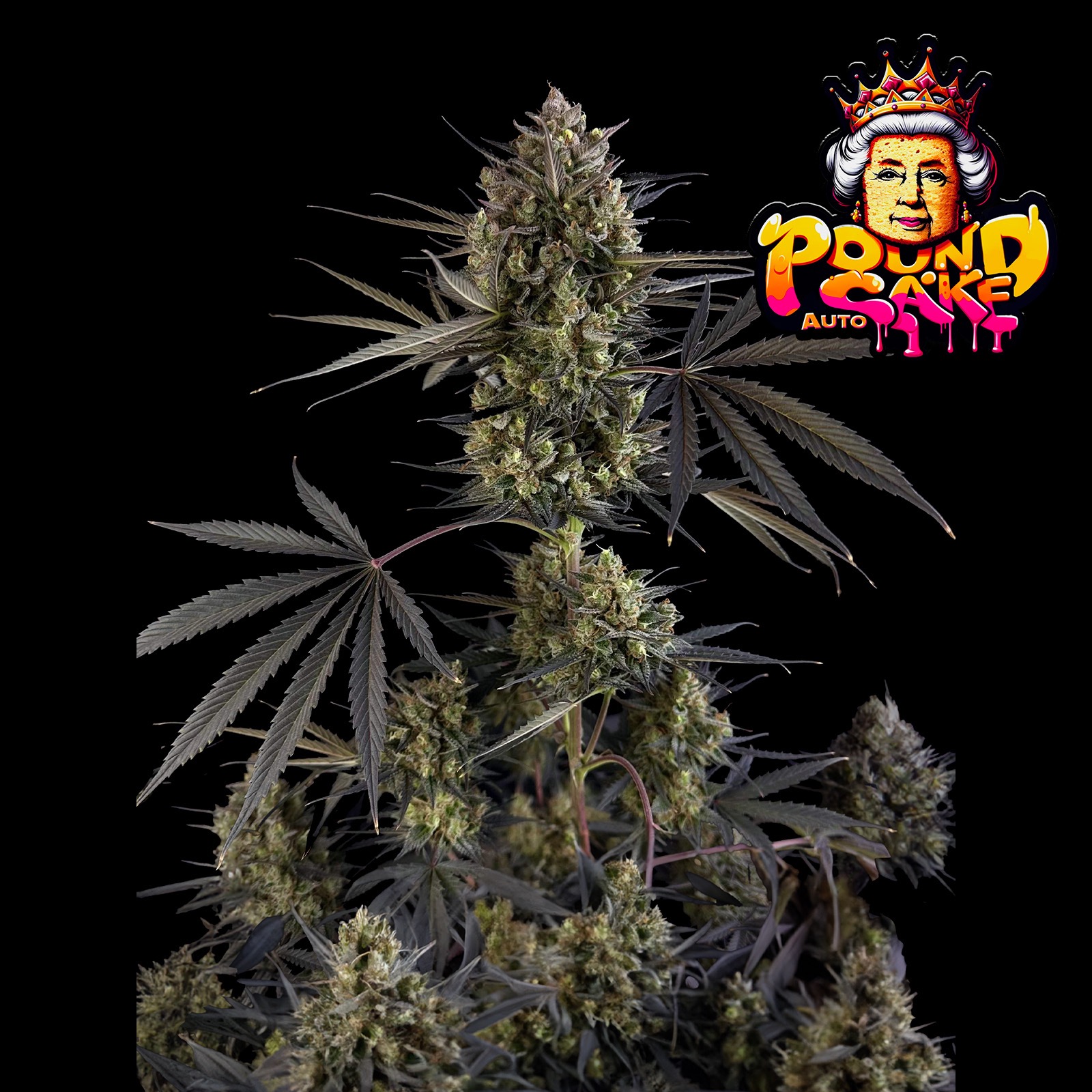 Fast Buds Seeds Ship To Usa Fast Buds Autoflowering Cannabis Seeds: Pound Cake Auto ™ | Fast Buds