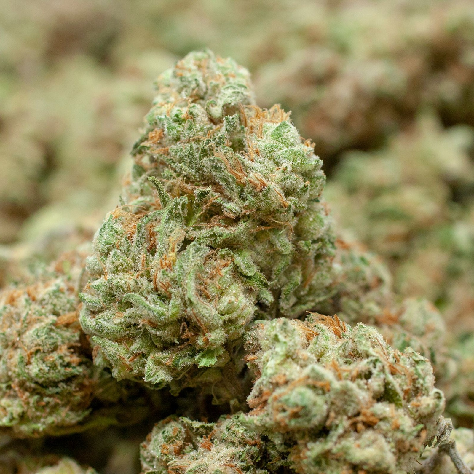 Banana Cooler Strain Leafly - pzuuti2
