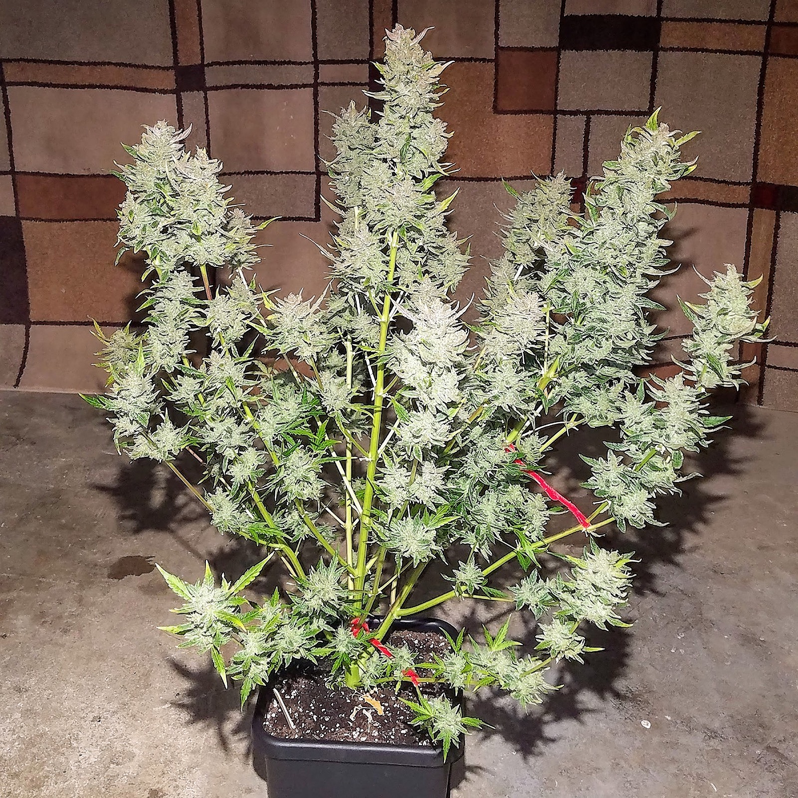 G14 - Auto-Flower - Southern Oregon Seeds