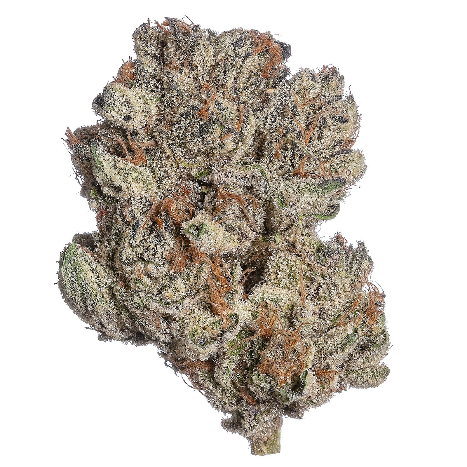 Daema Farms: Governmint Oasis
