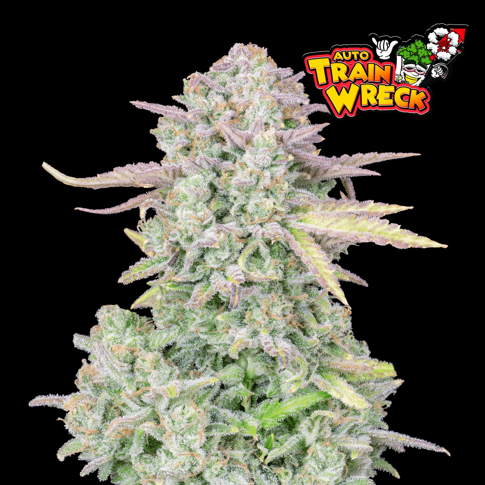 Fast Buds Autoflowering Cannabis Seeds: Trainwreck Auto | Fast Buds ...